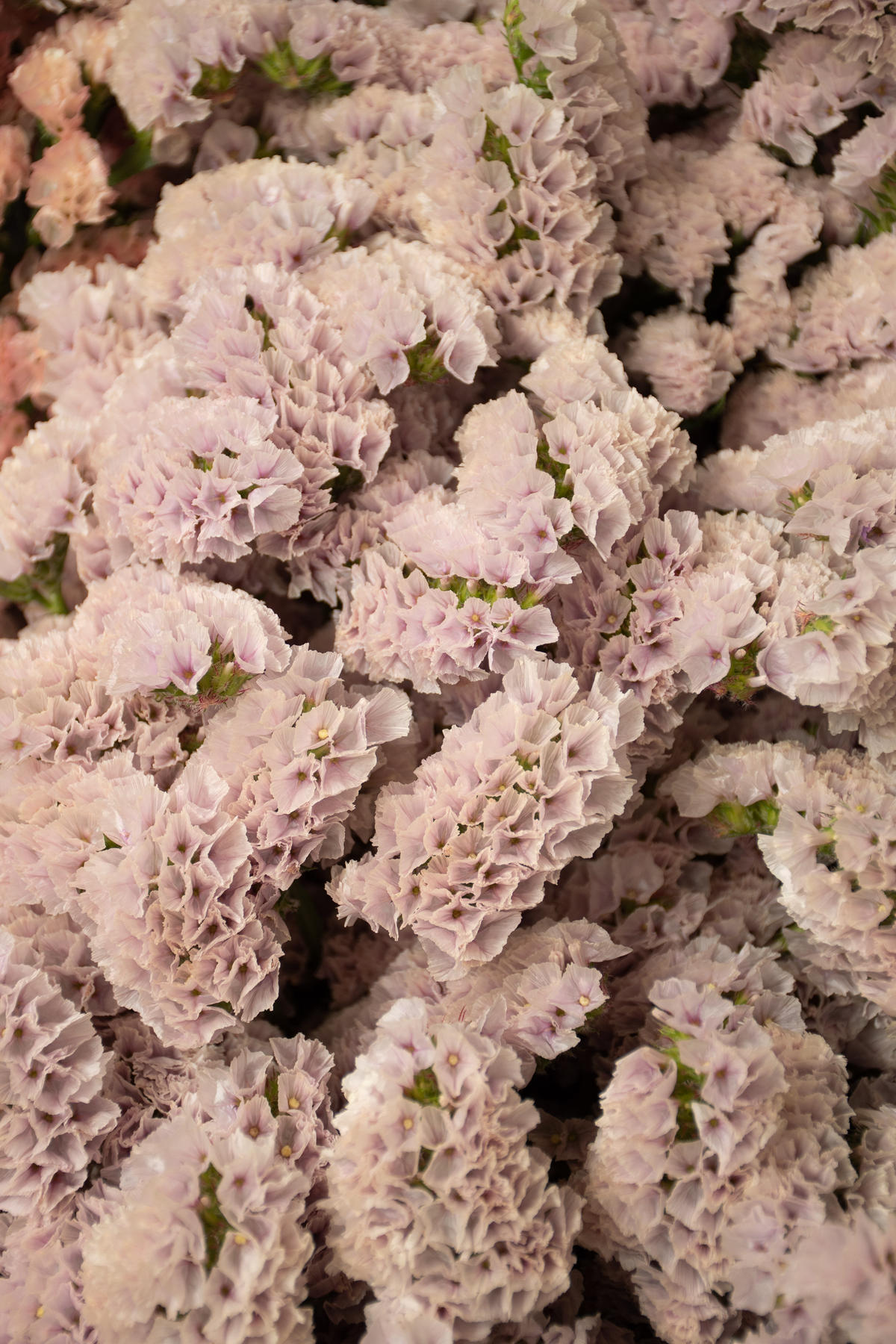 スターチス ヴィンテージアッシュ ソロモン Tokyo Shokubutsu Zufu