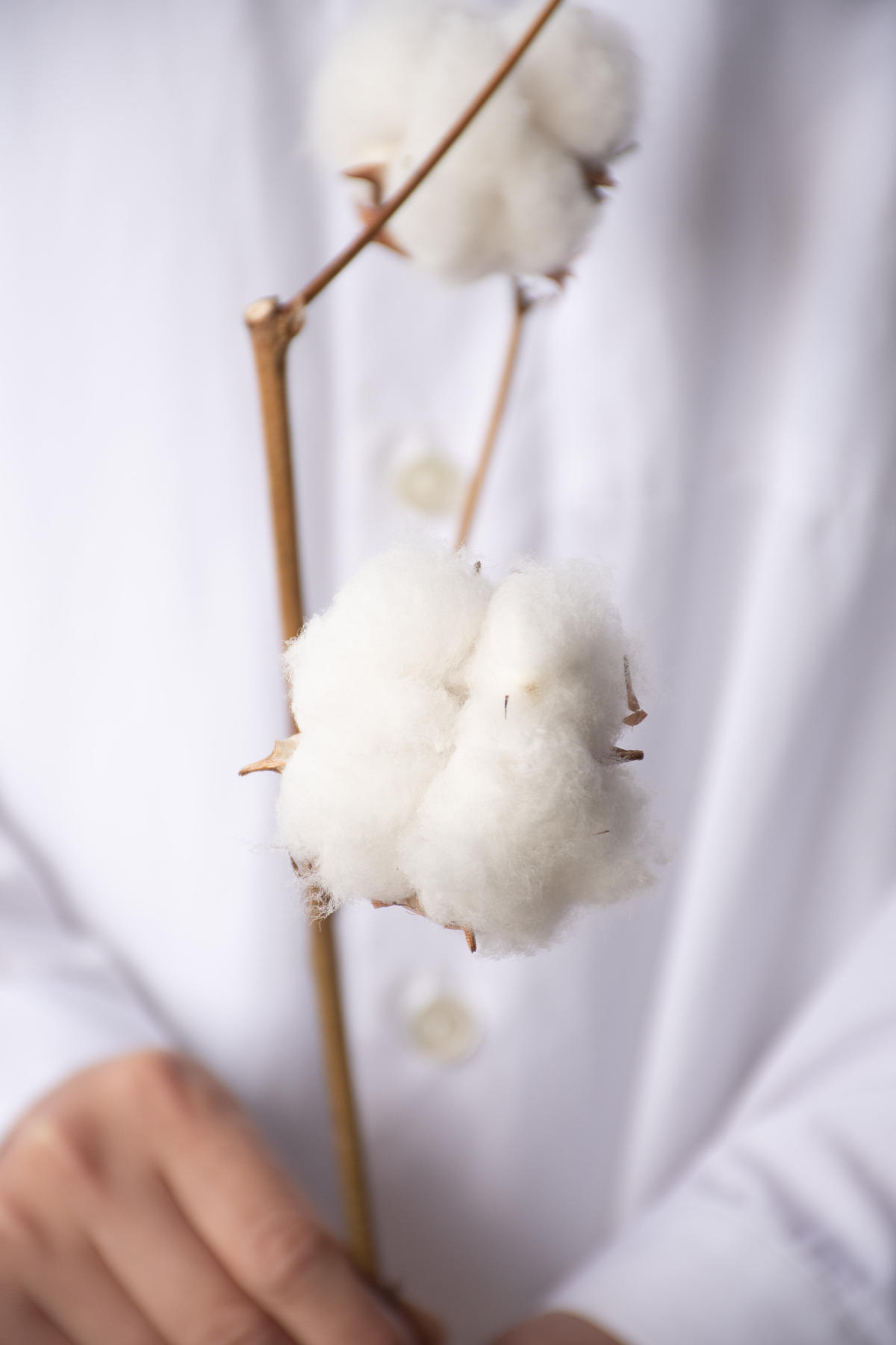 国産「コットンツリー」 tokyo_shokubutsu_zufu