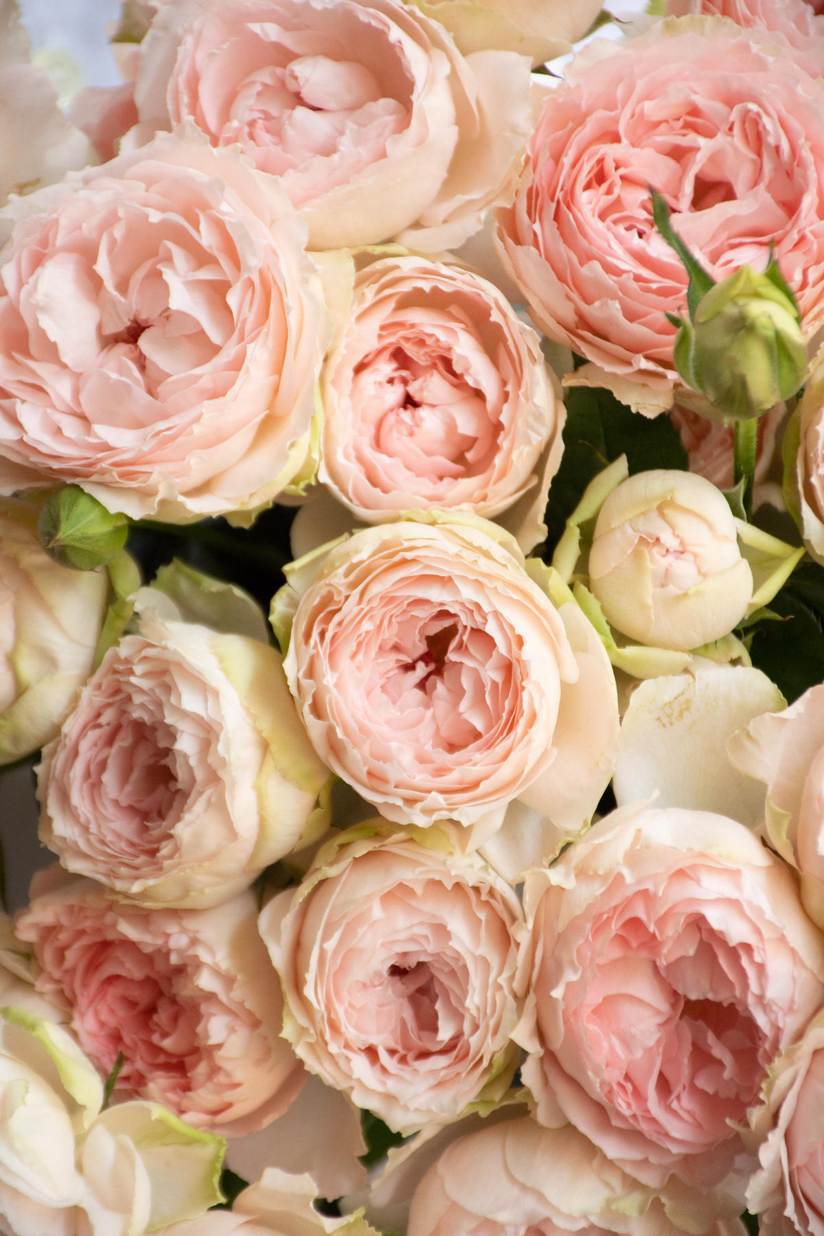 iOS 18のダイナミック壁紙オプション