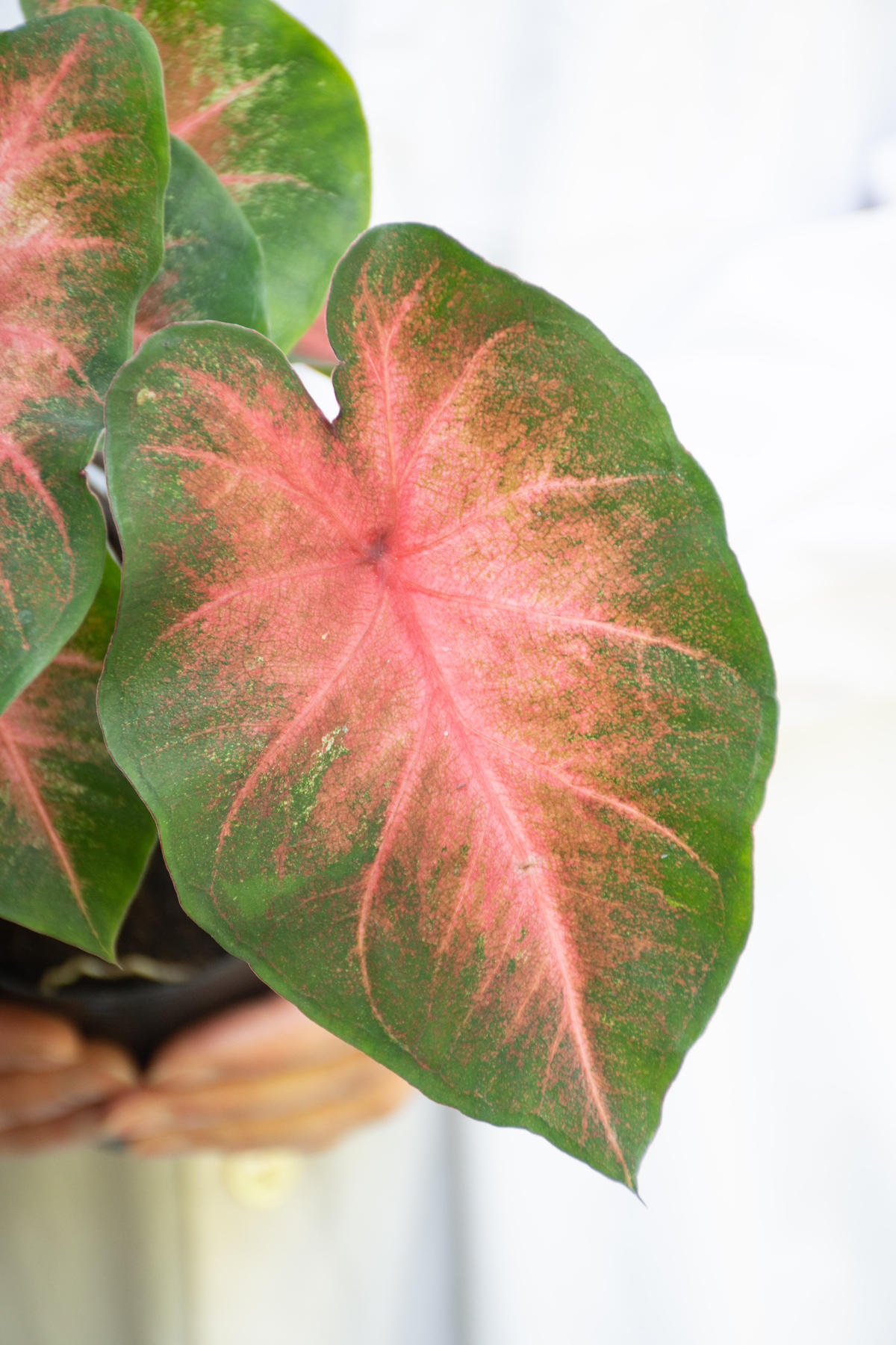 希少 カラジウムケリス caladium keris