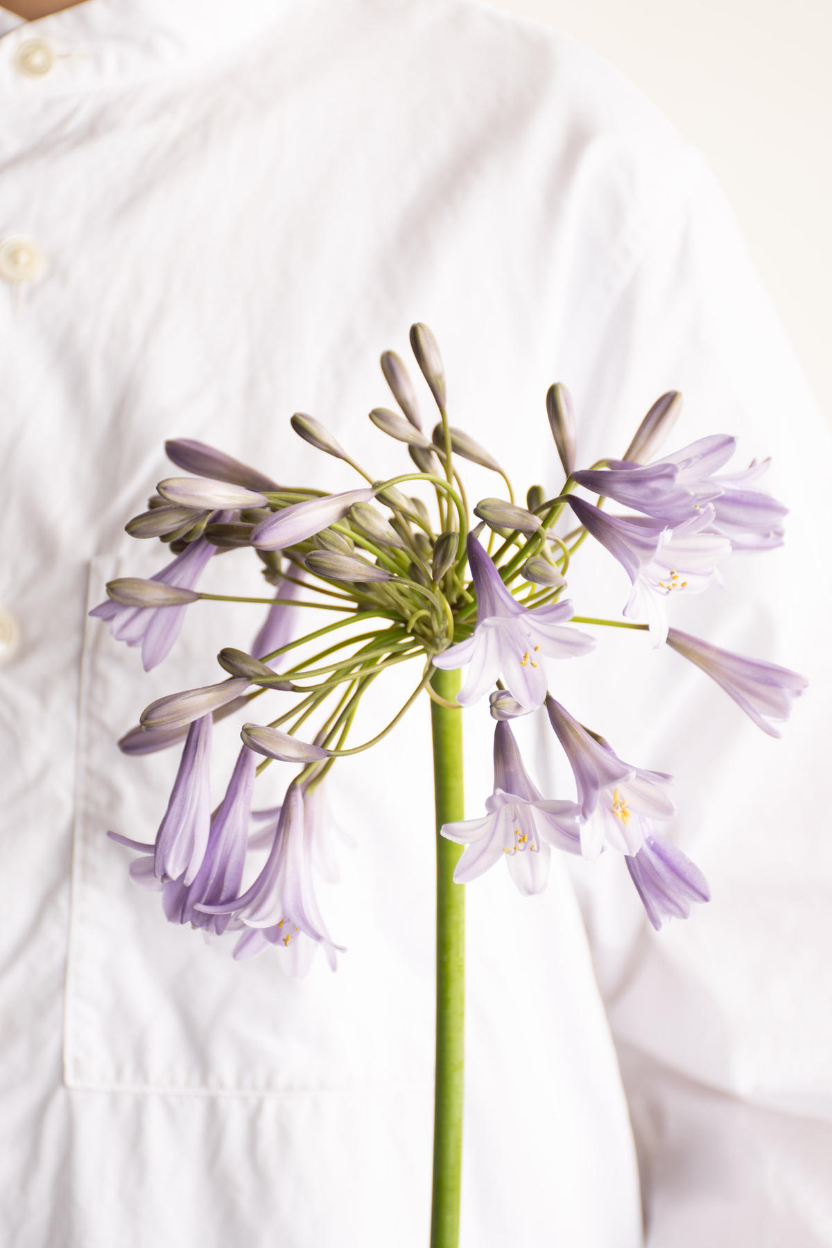 アガパンサス コモパンミックス Tokyo Shokubutsu Zufu