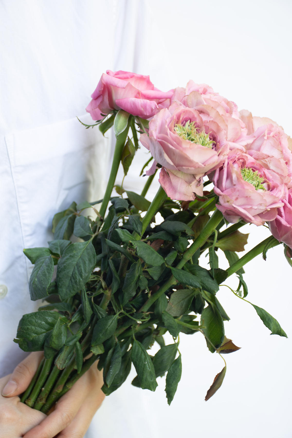 バラ フランベール Tokyo Shokubutsu Zufu