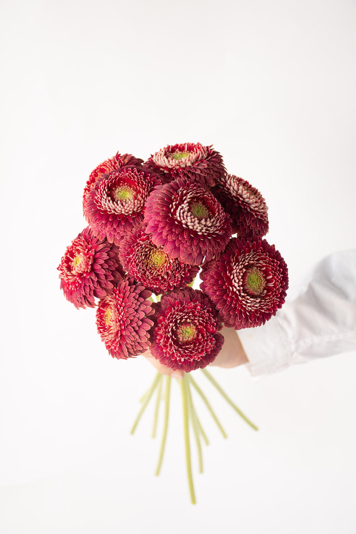 ガーベラ バレージ Tokyo Shokubutsu Zufu