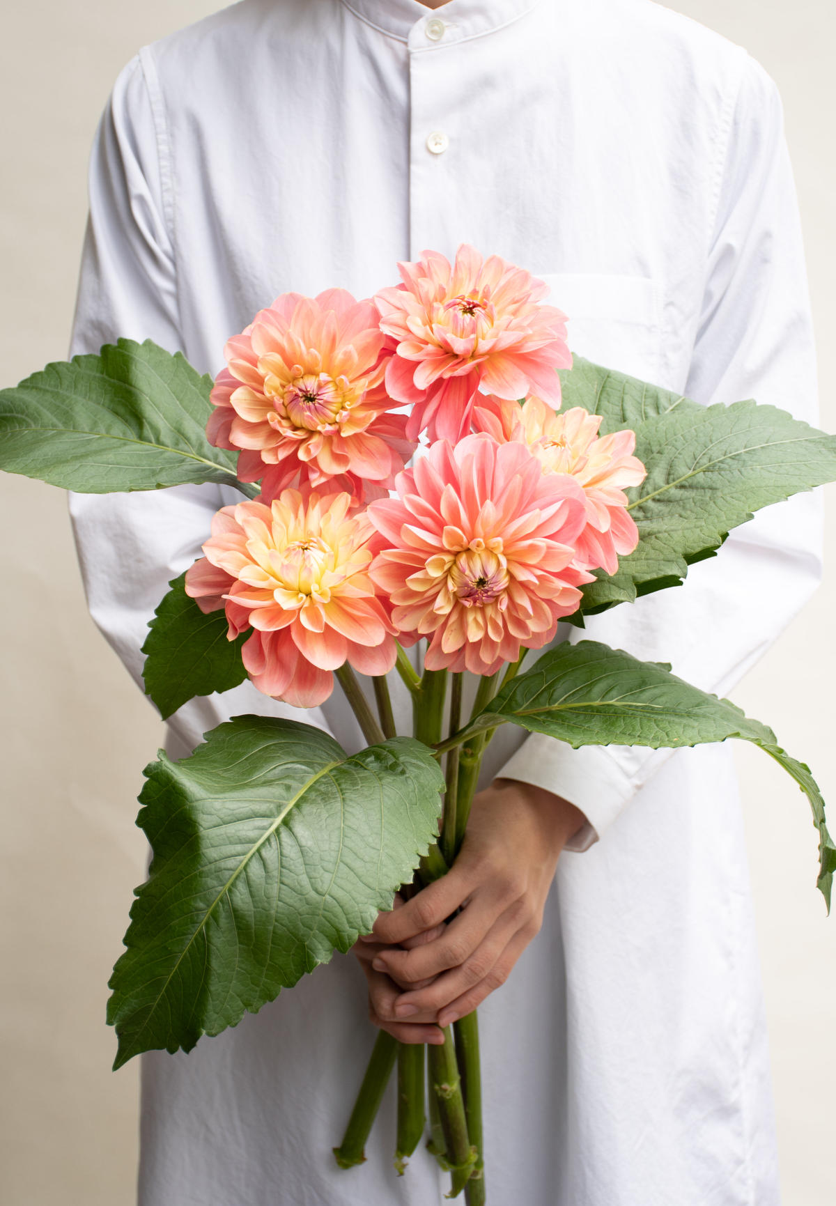 ダリア ピュア Tokyo Shokubutsu Zufu