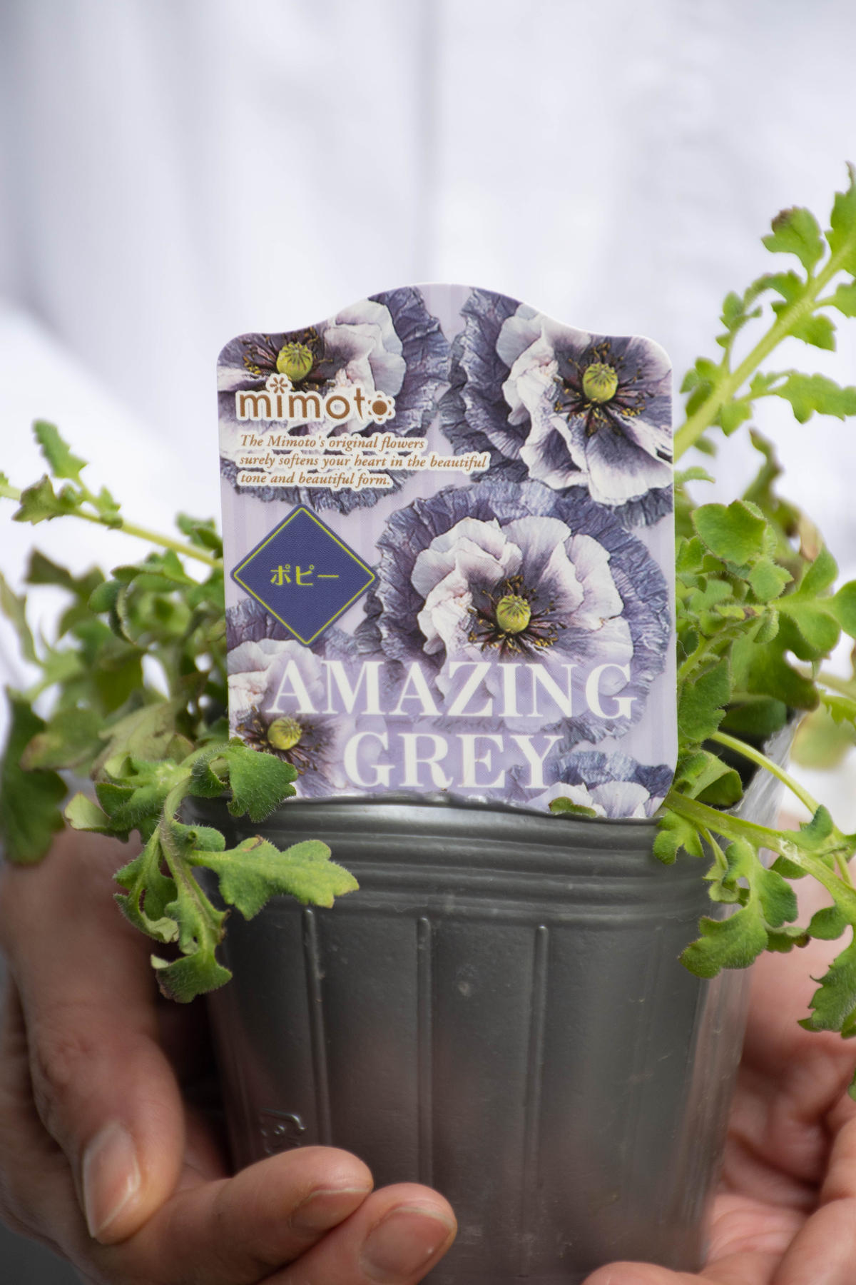 ポピー アメージンググレイ Tokyo Shokubutsu Zufu