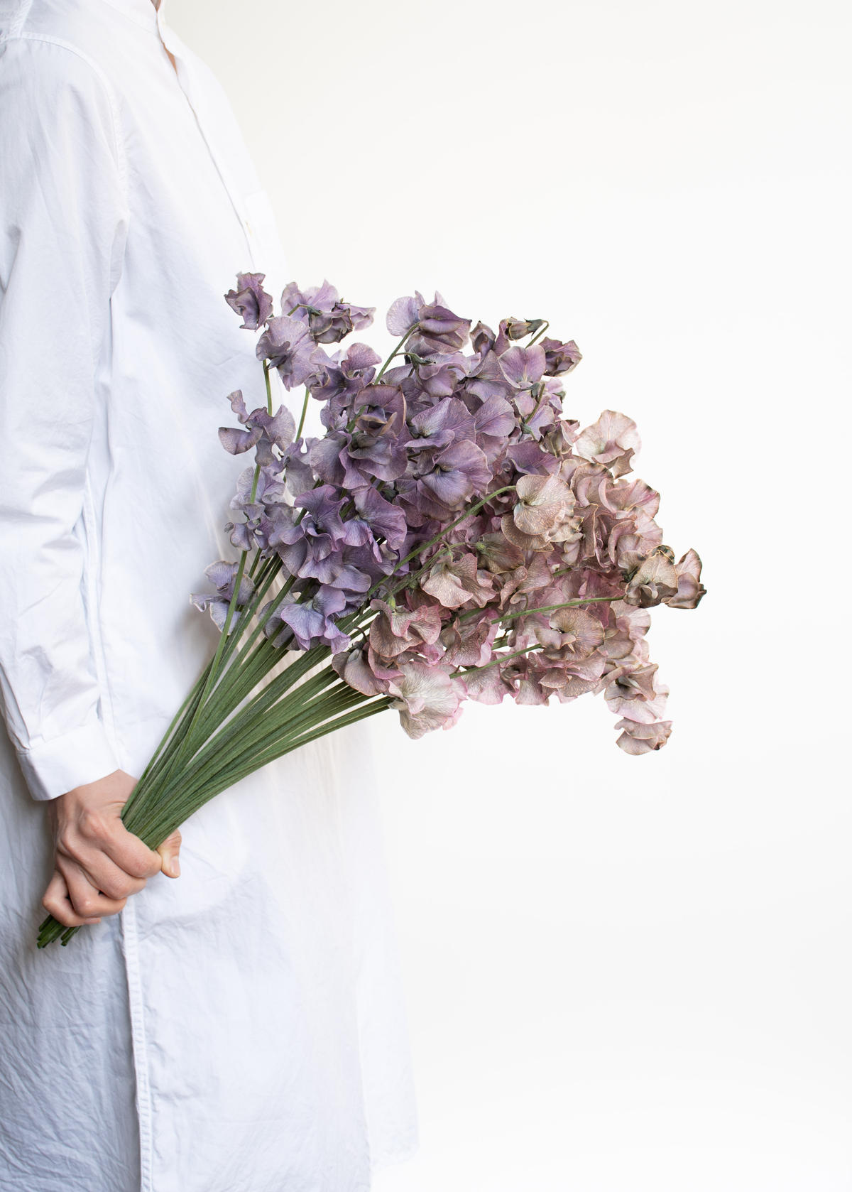 スイトピー モーヴ Tokyo Shokubutsu Zufu