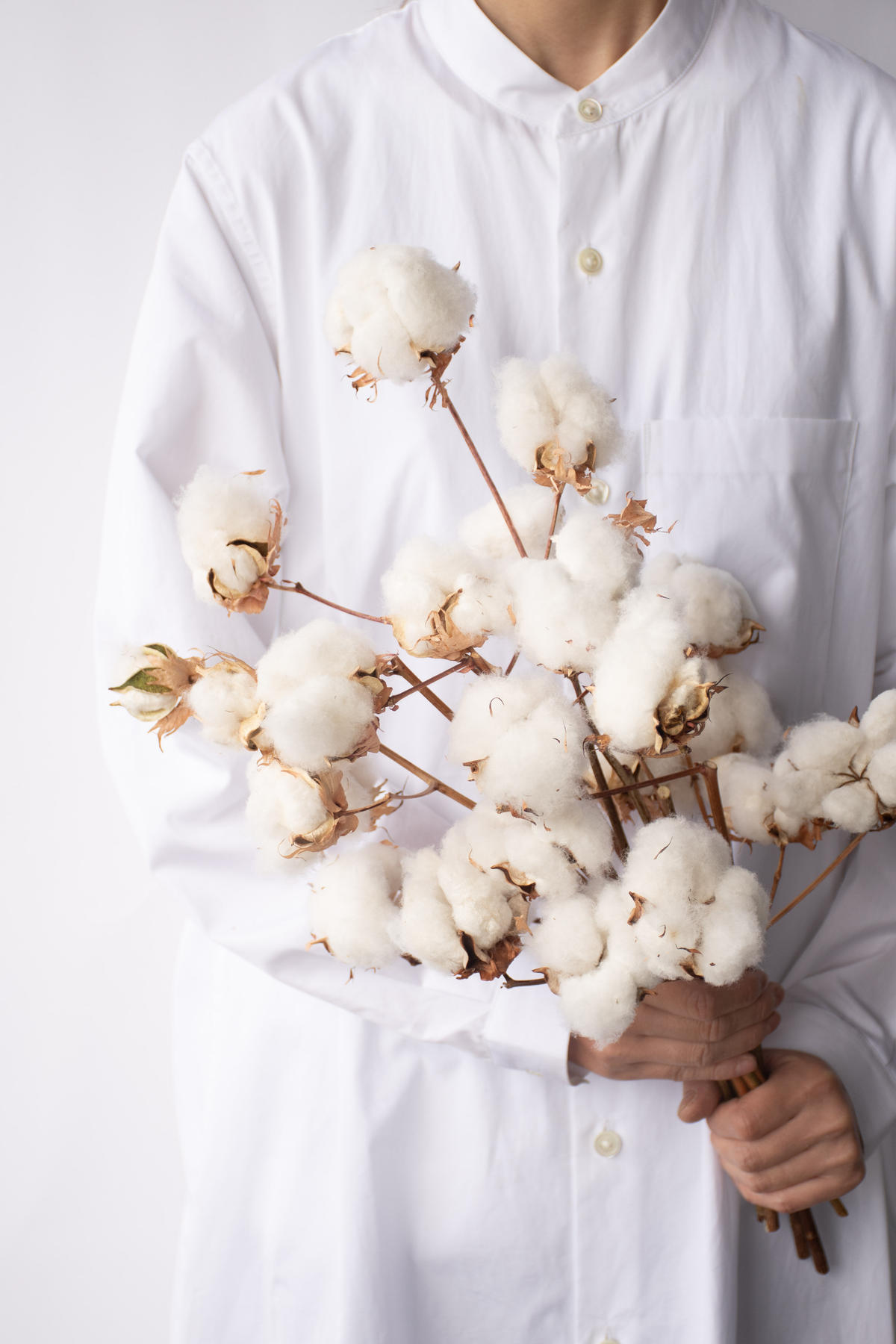 国産 コットンツリー Tokyo Shokubutsu Zufu