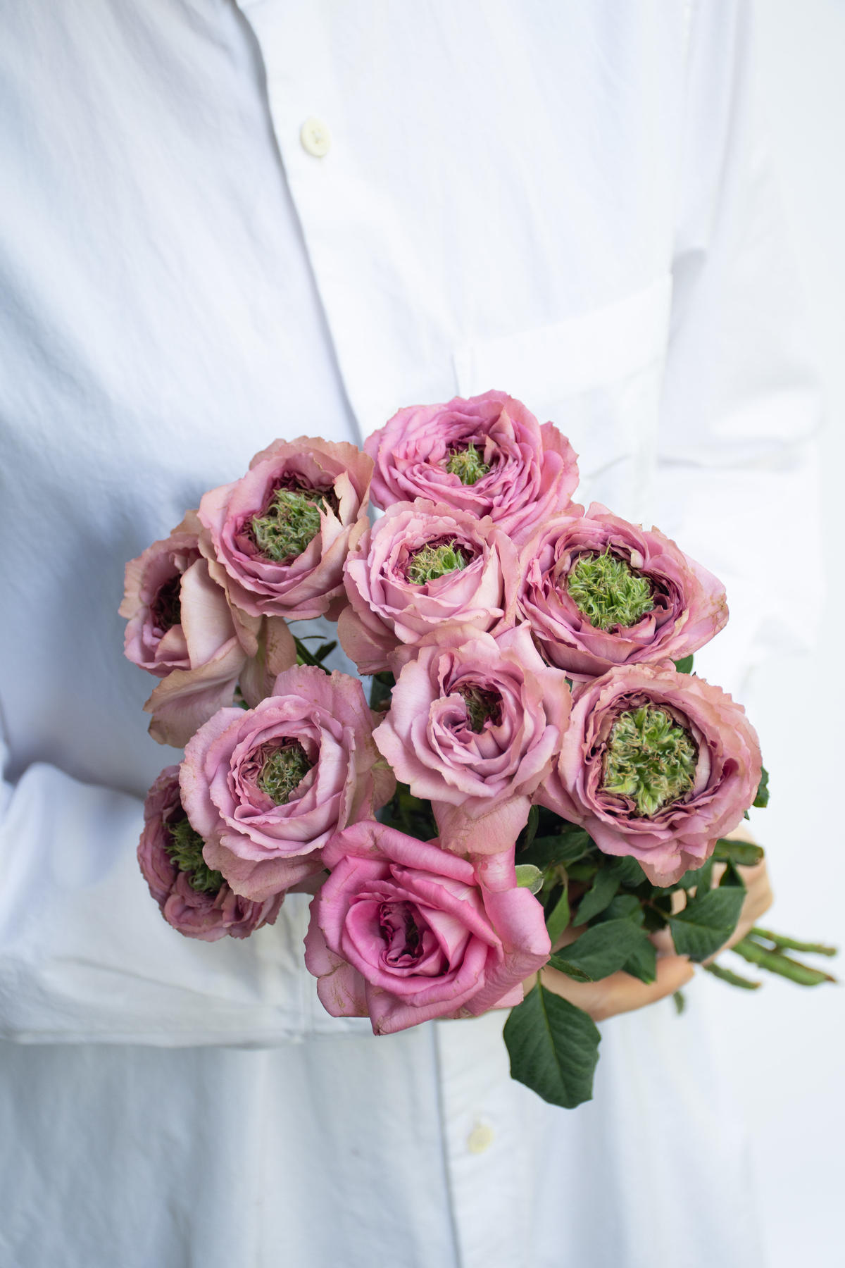 バラ フランベール Tokyo Shokubutsu Zufu