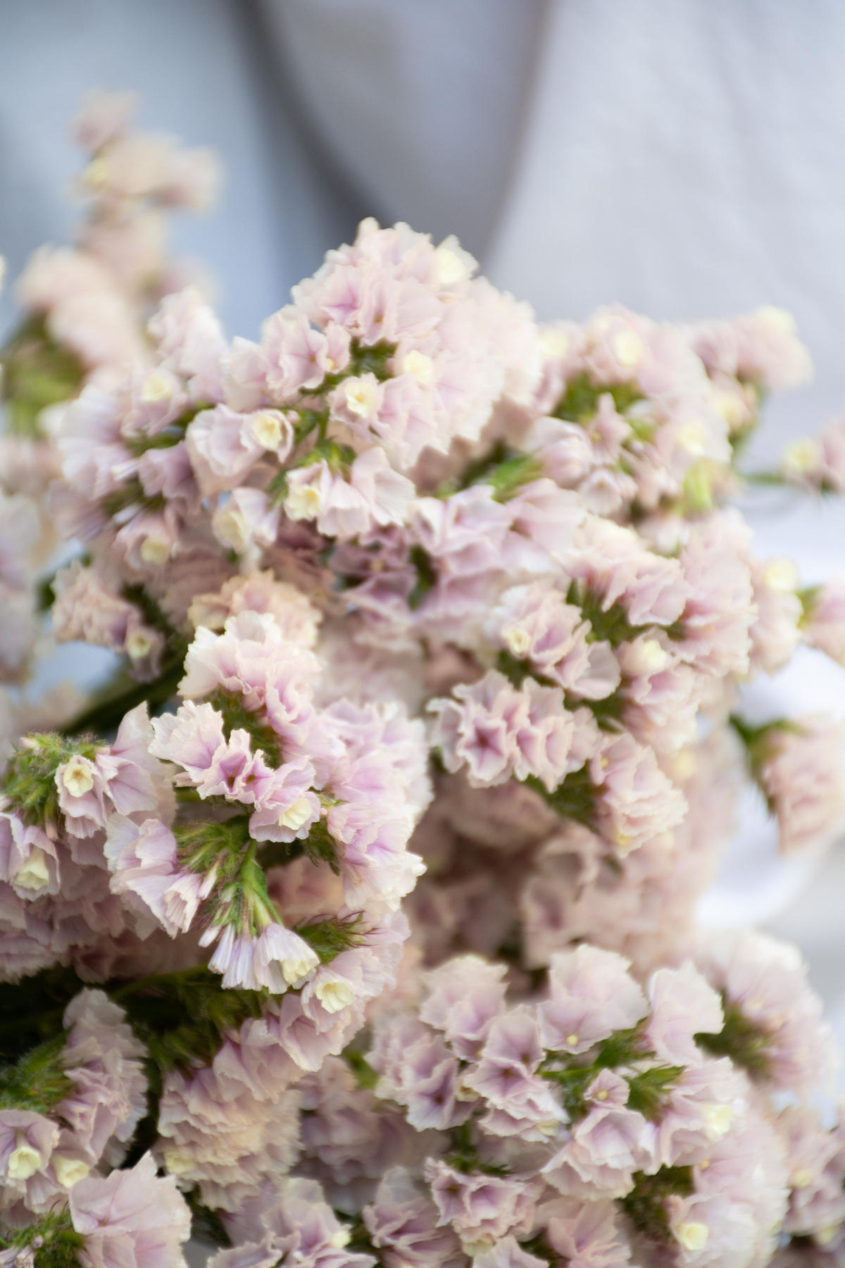 ドライフラワー スターチス Tokyo Shokubutsu Zufu