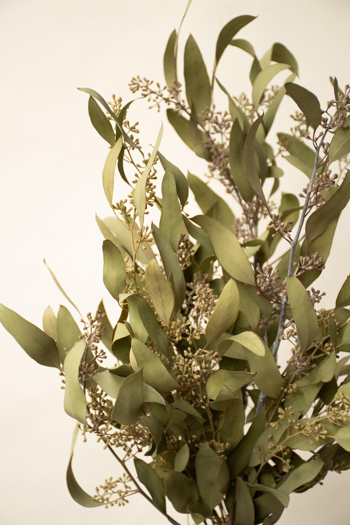 ドライフラワー ユーカリポポラス Tokyo Shokubutsu Zufu