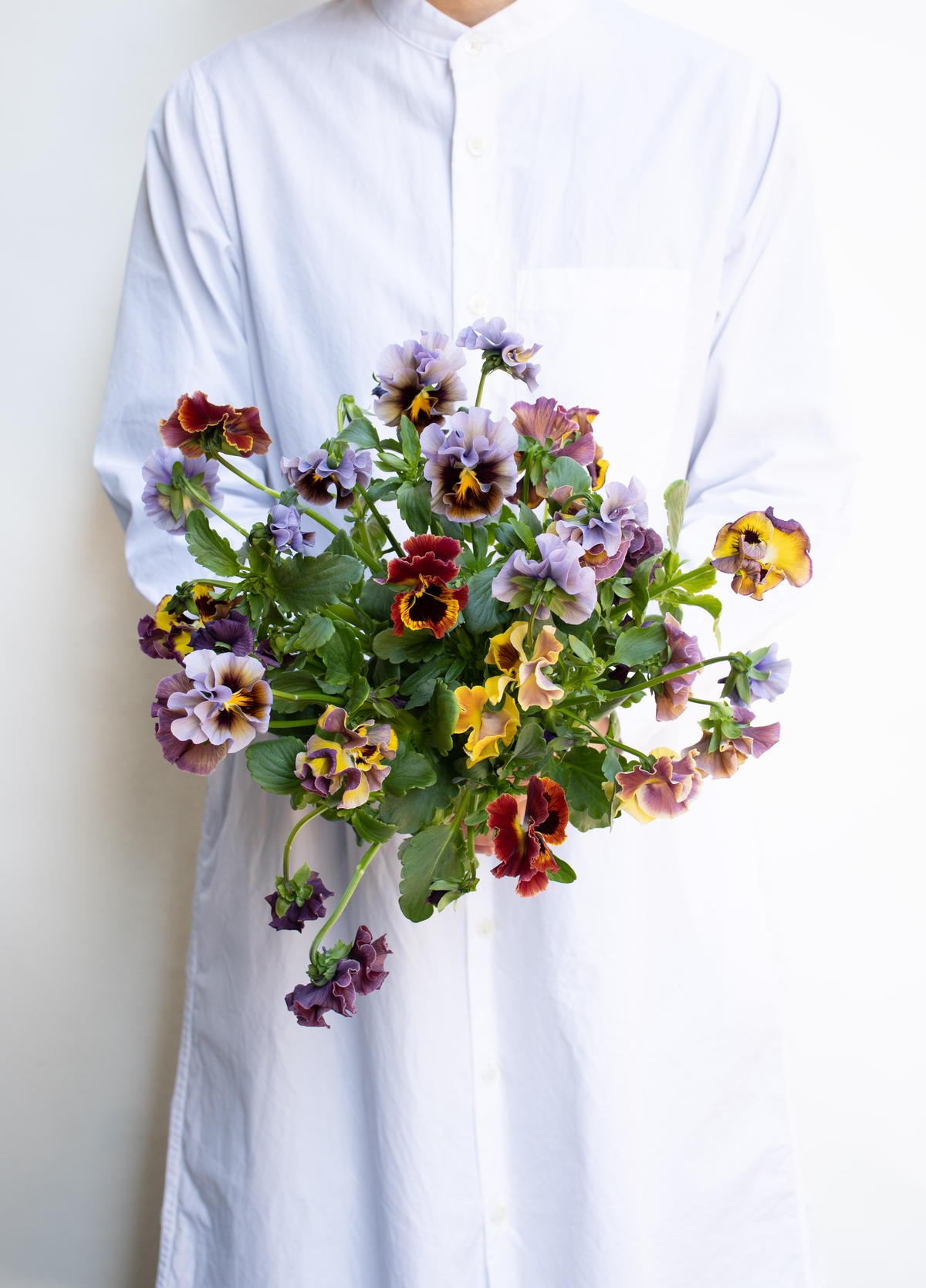 パンジー アンティーク Tokyo Shokubutsu Zufu