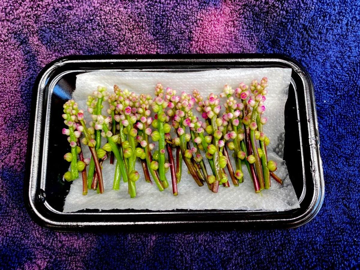 オンライン限定商品 つるむらさきの花 神奈川県 三浦産 1pc 30本 Megjc Gov Jm