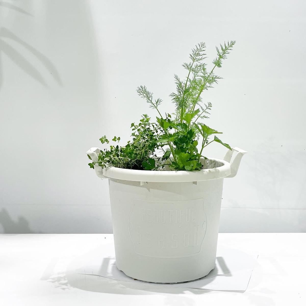 屋外植物 イタリアンパセリ ディル レモンタイム 寄せ植え White M サイズ