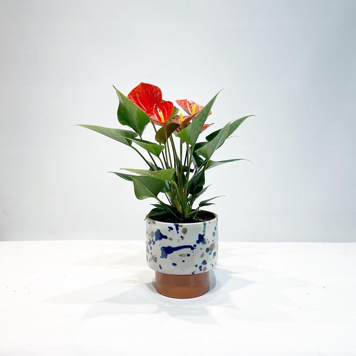 観葉植物 アンスリウム オレンジ Dot Paint Pot Too Garden