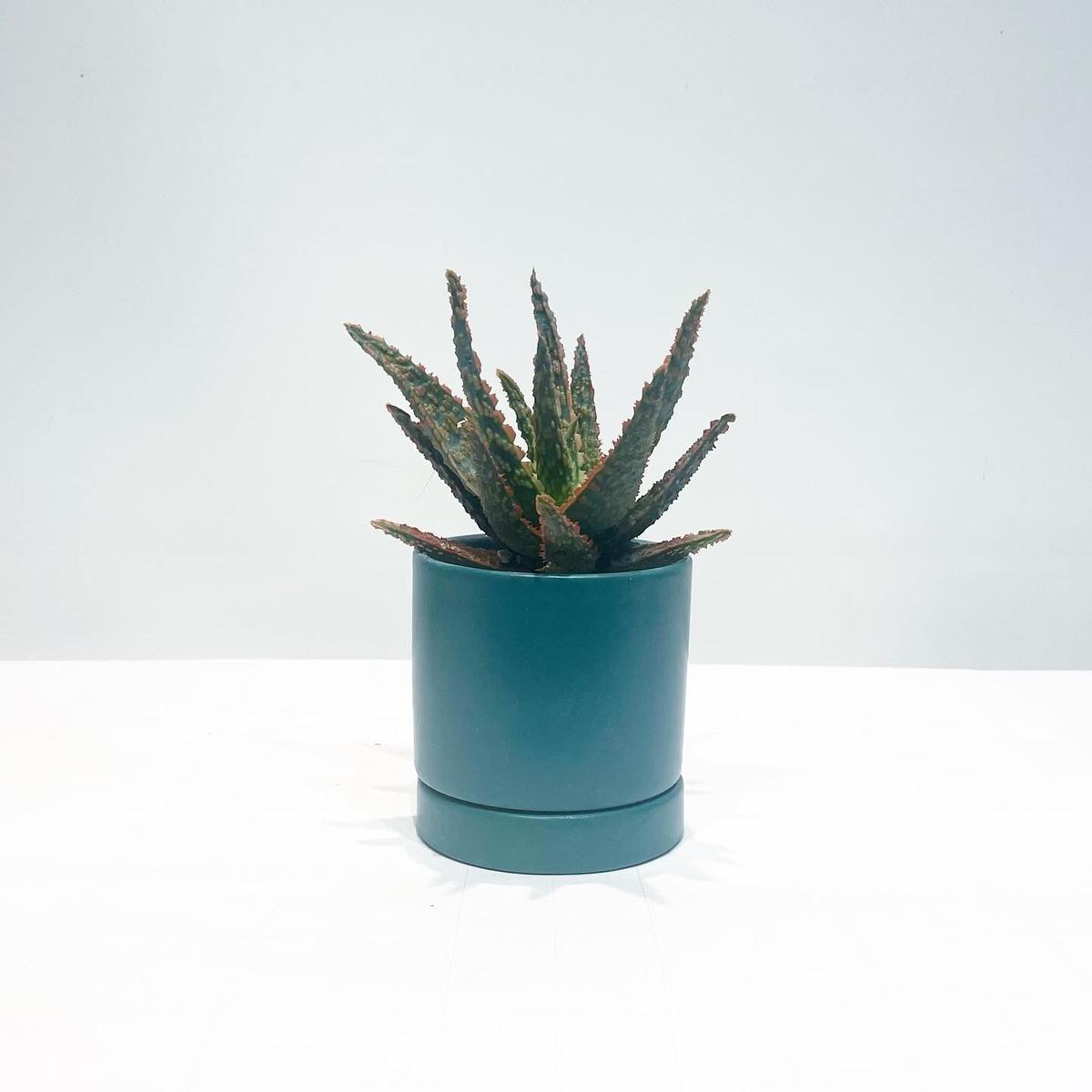 観葉植物 アロエ フラミンゴ Sylinder Mat Pot Green To