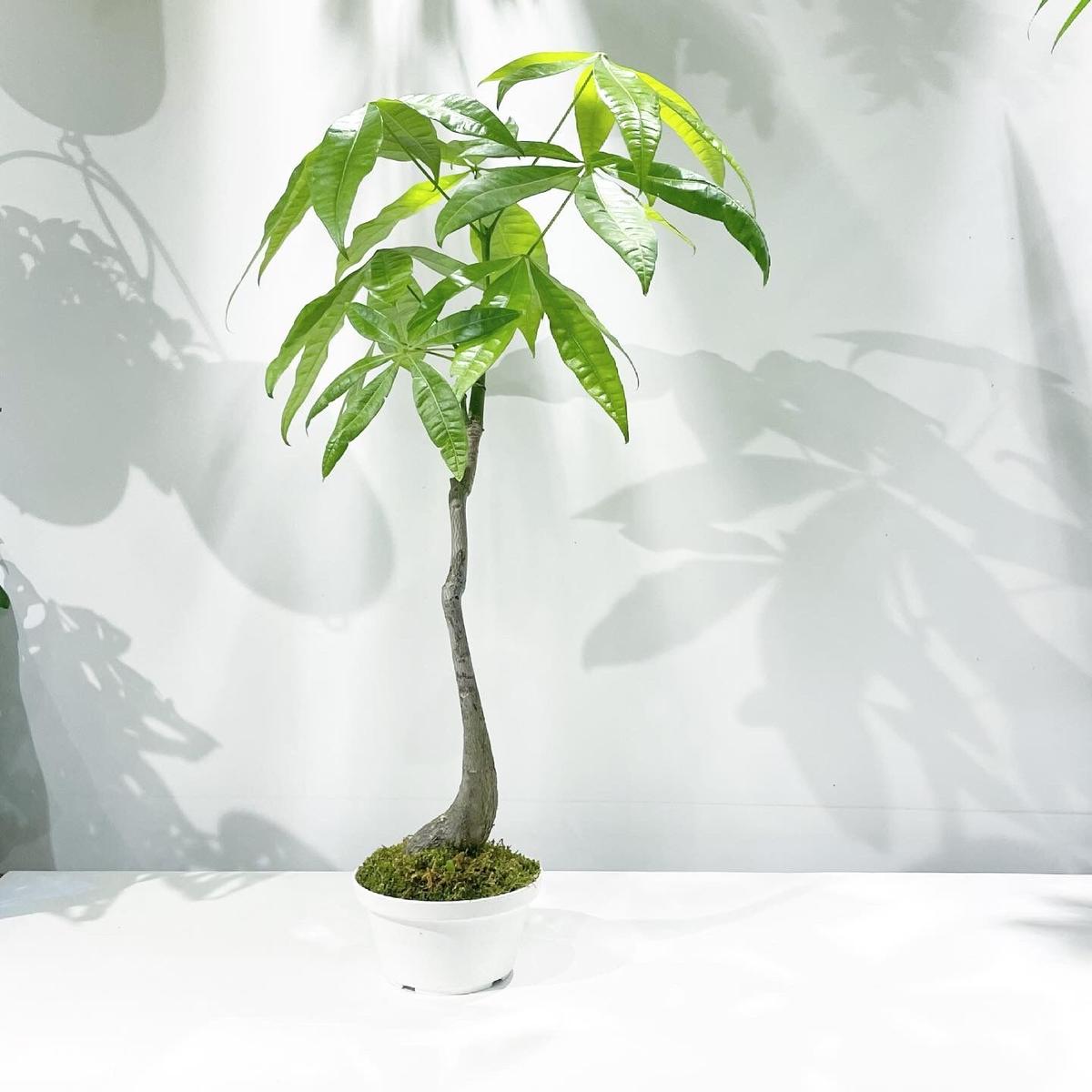 観葉植物 一点もの パキラ盆栽 Too Garden