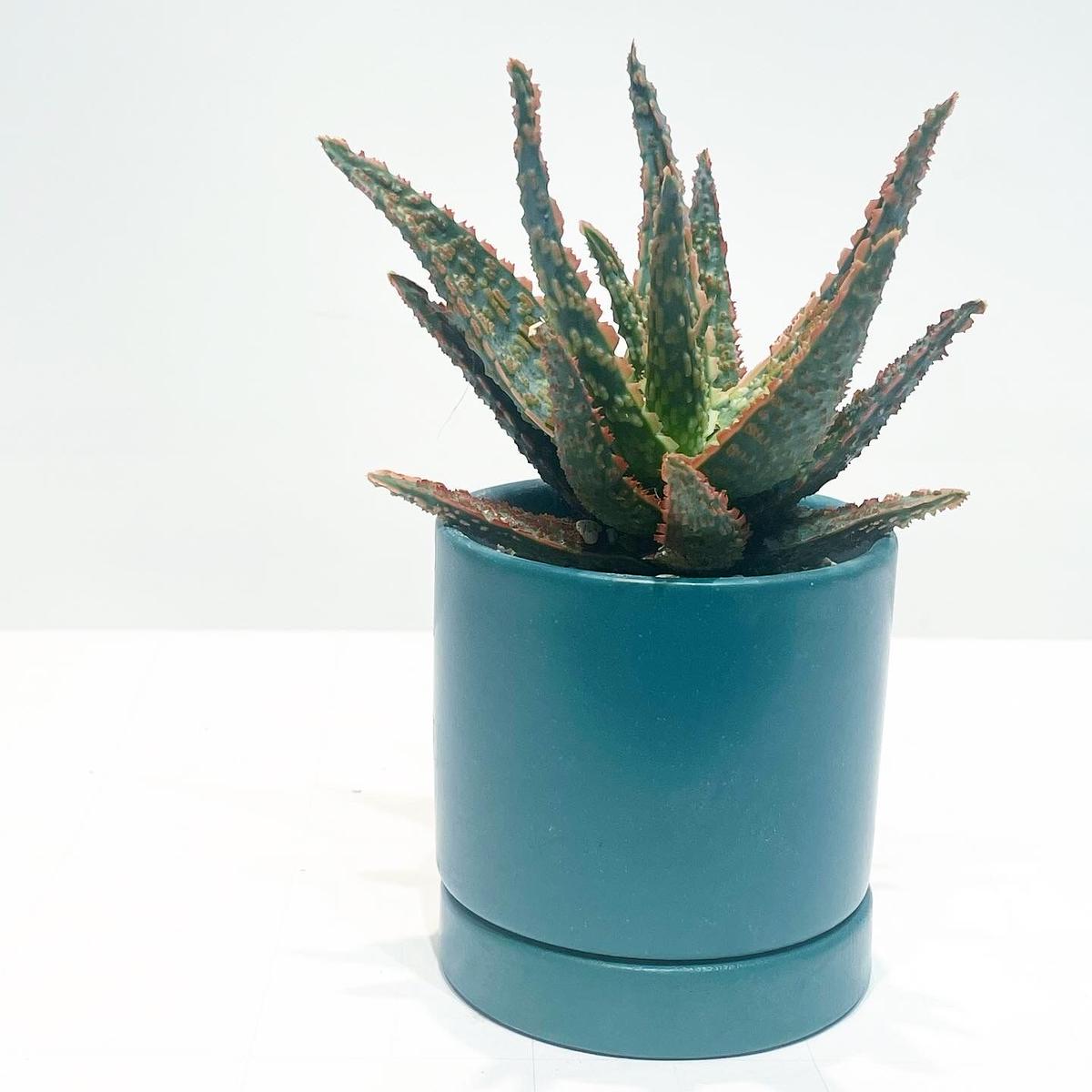 観葉植物 アロエ フラミンゴ Sylinder Mat Pot Green To