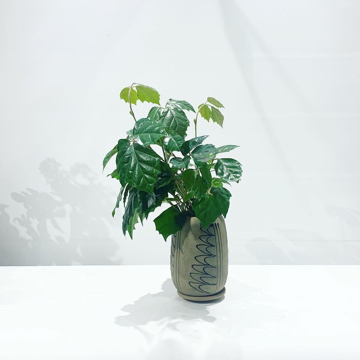 観葉植物 グレープアイビー モロッカンポット Too Garden