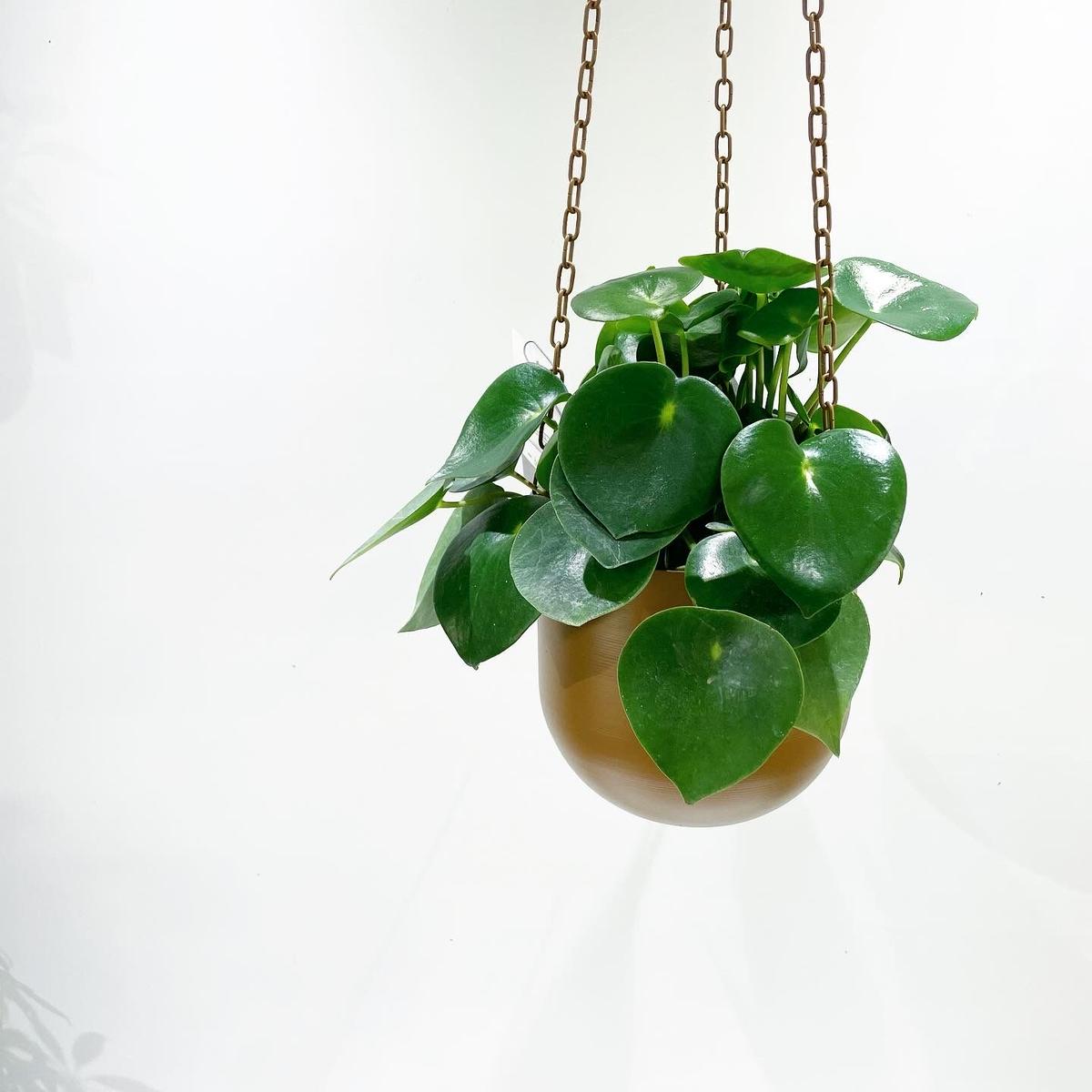 観葉植物 ペペロミアジェイド ハンギングポットbrown Too Garden
