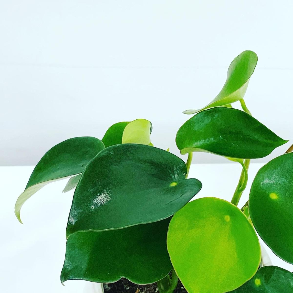 観葉植物 ペペロミア ジェイド Caraminc Paint Pot Too G
