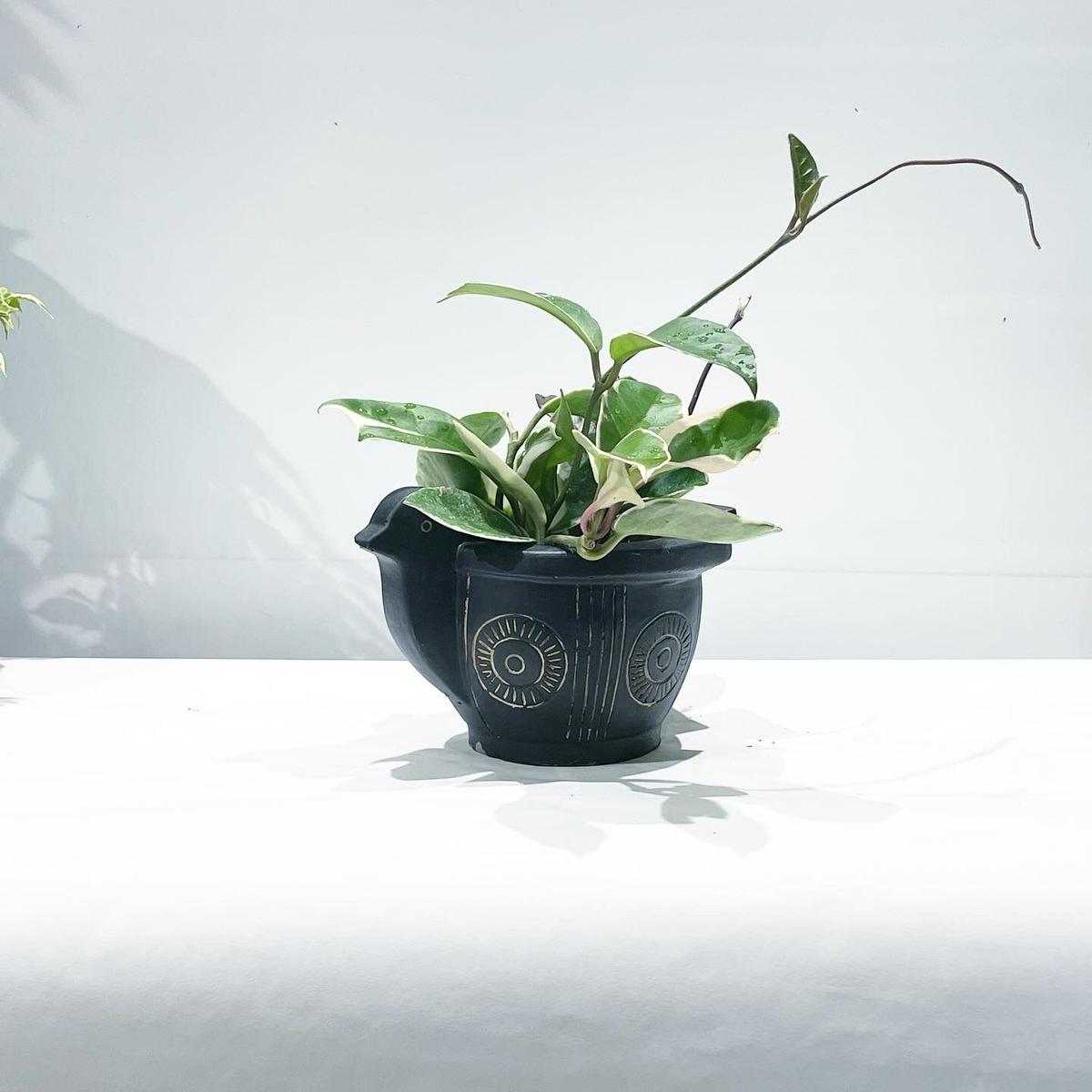 観葉植物 ホヤ カルノーサ バリエガータ アフリカンバードポット Too Garden