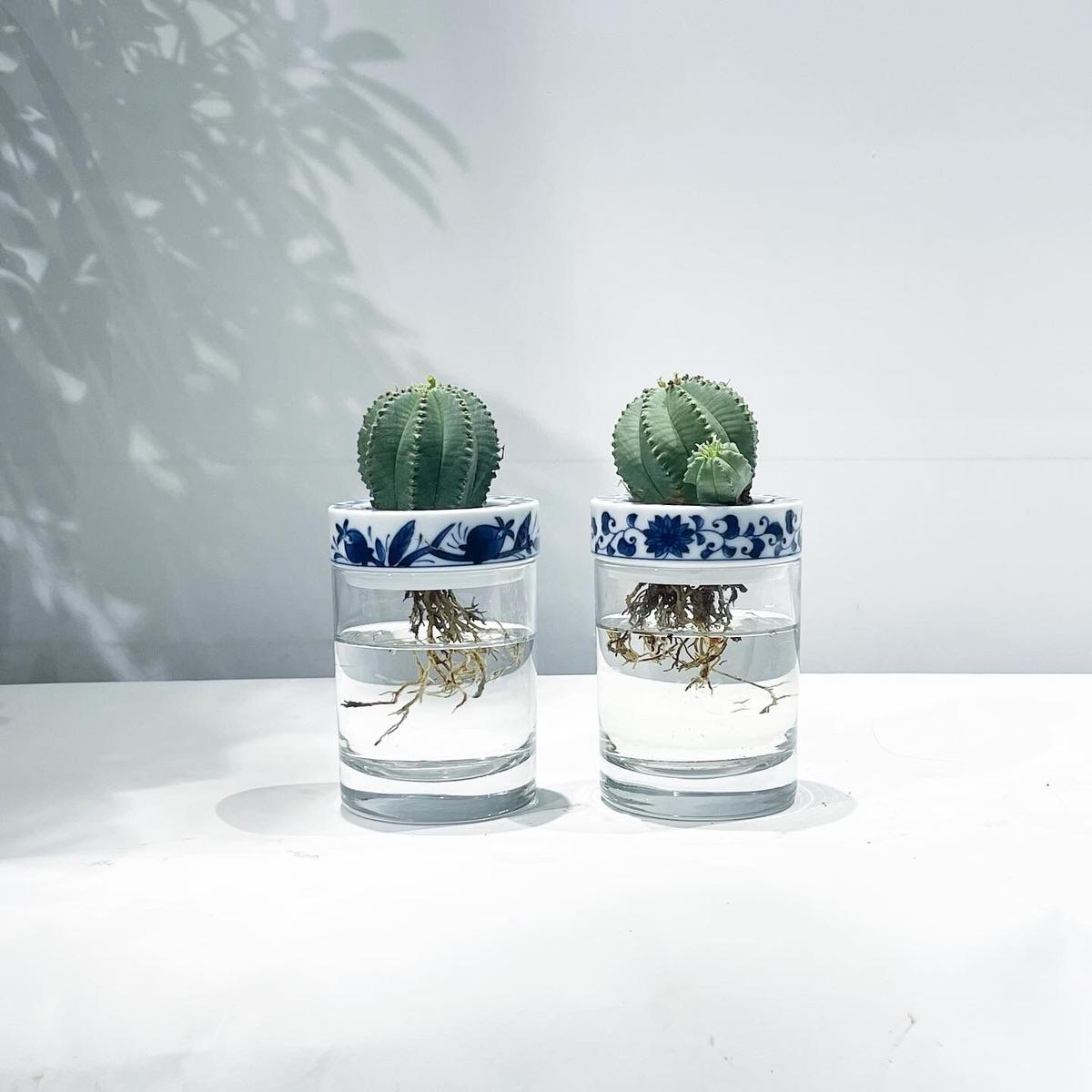 根洗サボテン ユーホルビア Sai Sui サボテン 水耕栽培ポット 染