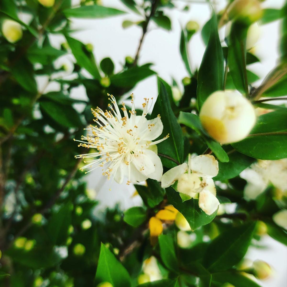 マートル 銀梅花 7 000 Kinkaen Shop