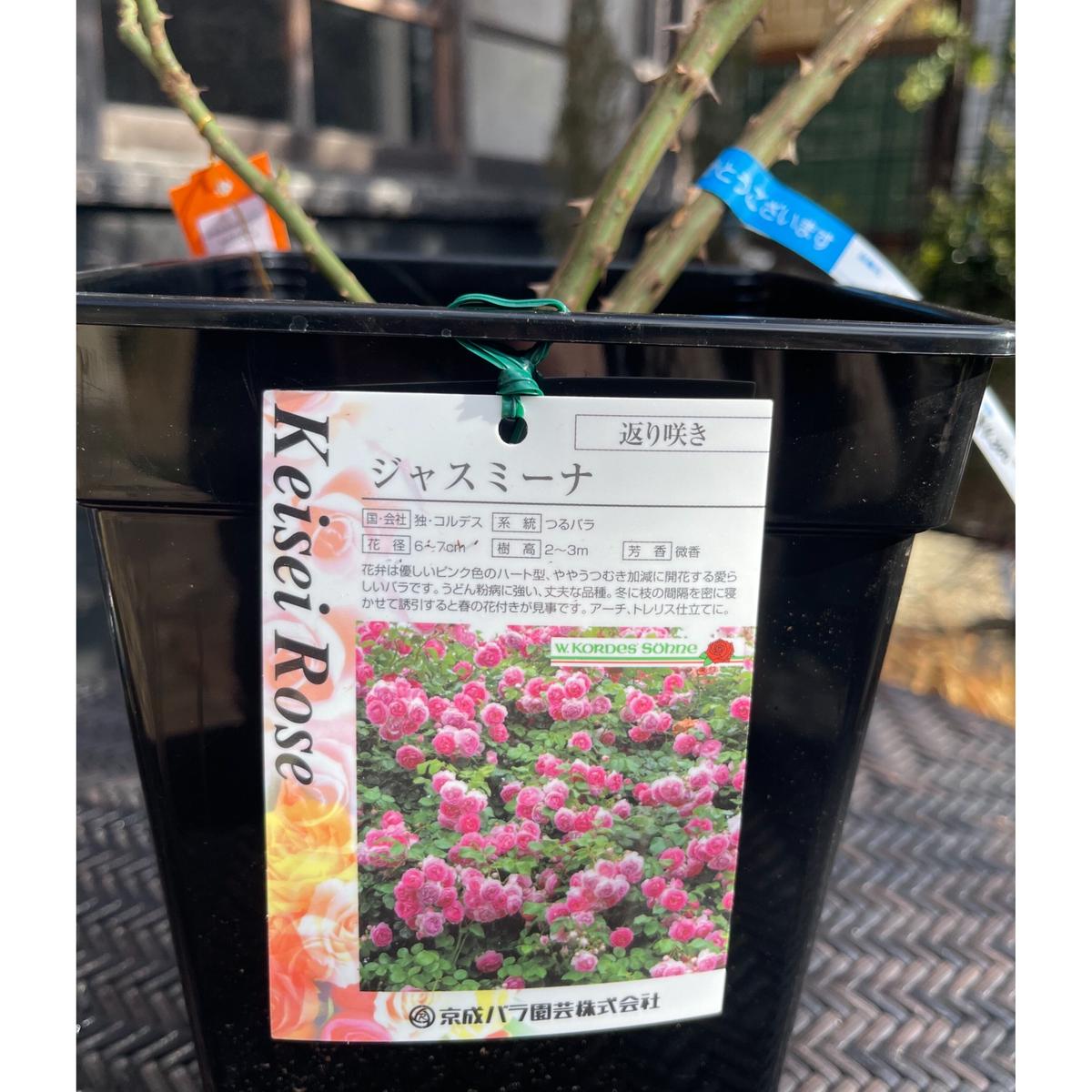 ジャスミーナ Okanoueno Tsurubaraya