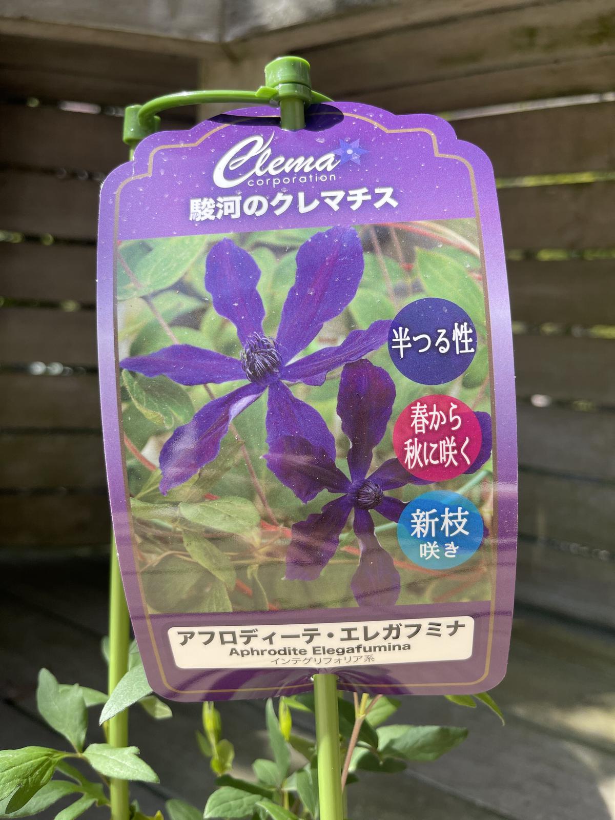 アフロディーテ エレガフミナ Okanoueno Tsurubaraya