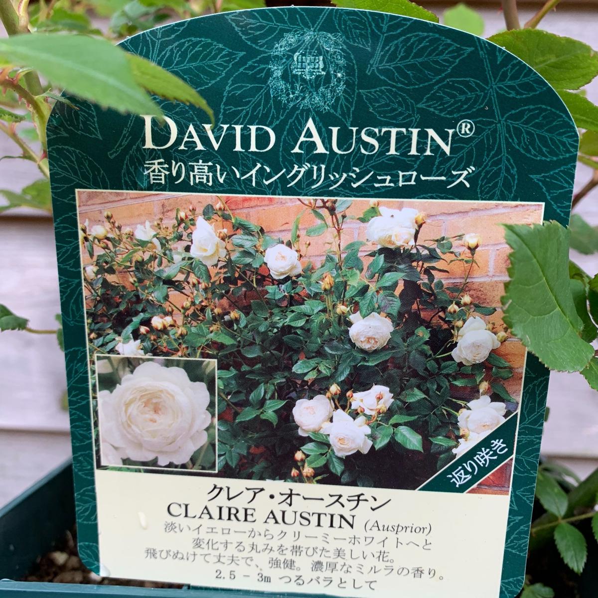 クレアオースチン Okanoueno Tsurubaraya