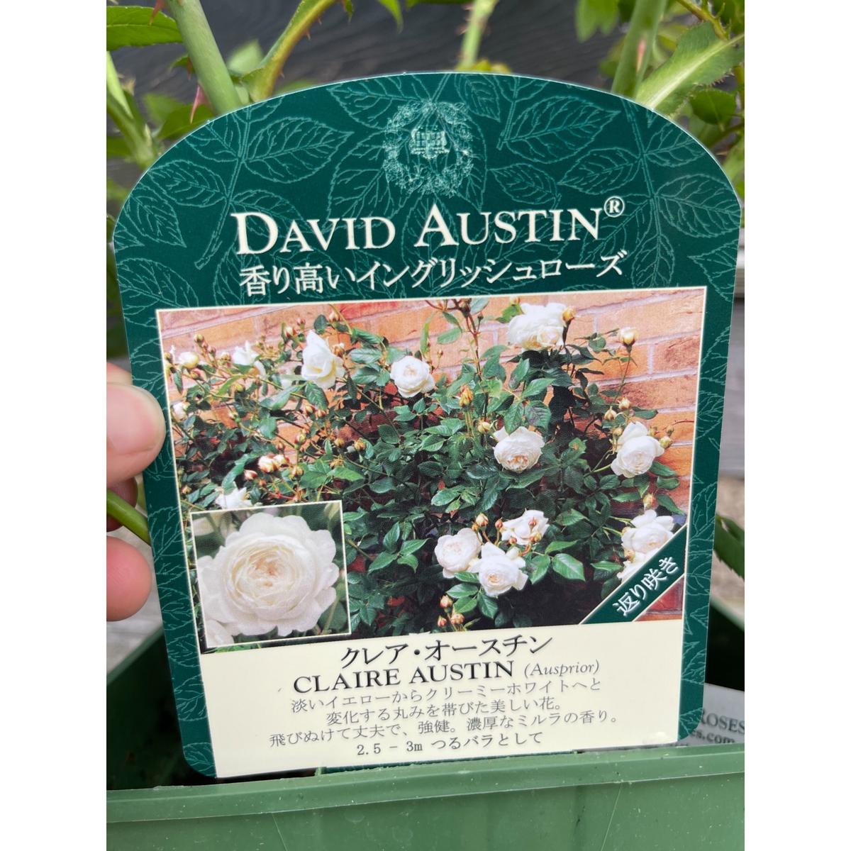 クレア オースチン Okanoueno Tsurubaraya