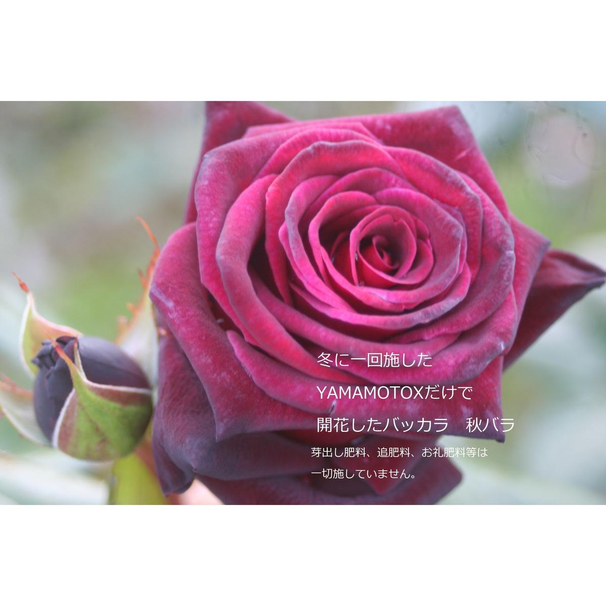 Yamamoto X 寒肥専用肥料 700グラム 元バラ園公園長が自ら開発した究極肥料