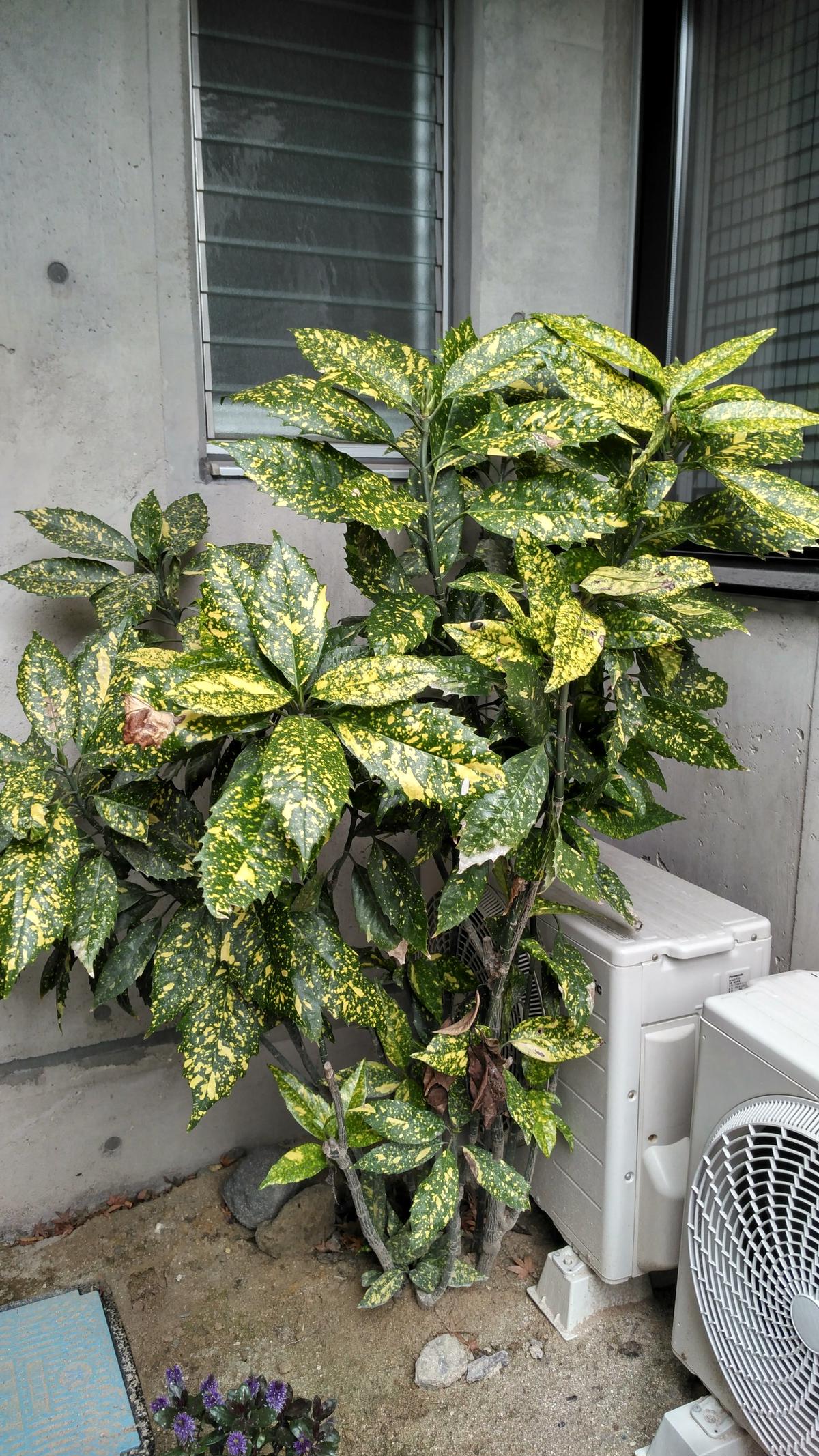 現品 斑入り青木 アオキ 1 4m Uell