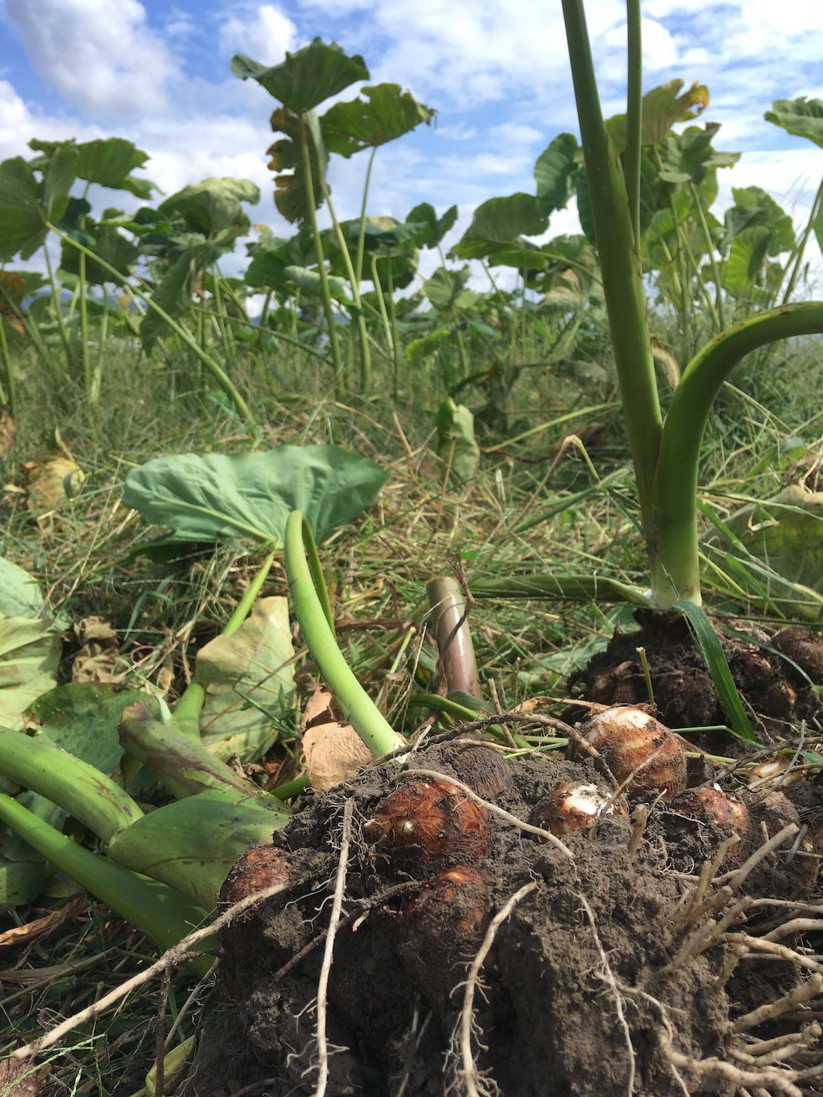 無農薬 落ち葉農法栽培 2s 2lサイズ混在 5kg 土つき里芋 未選別 訳あり 送料無料 お年玉セール特価 土つき里芋 無農薬 落ち葉農法栽培 2s 2lサイズ混在 5kg 土つき里芋 未選別 訳あり 送料無料 お年玉セール特価 土つき里芋