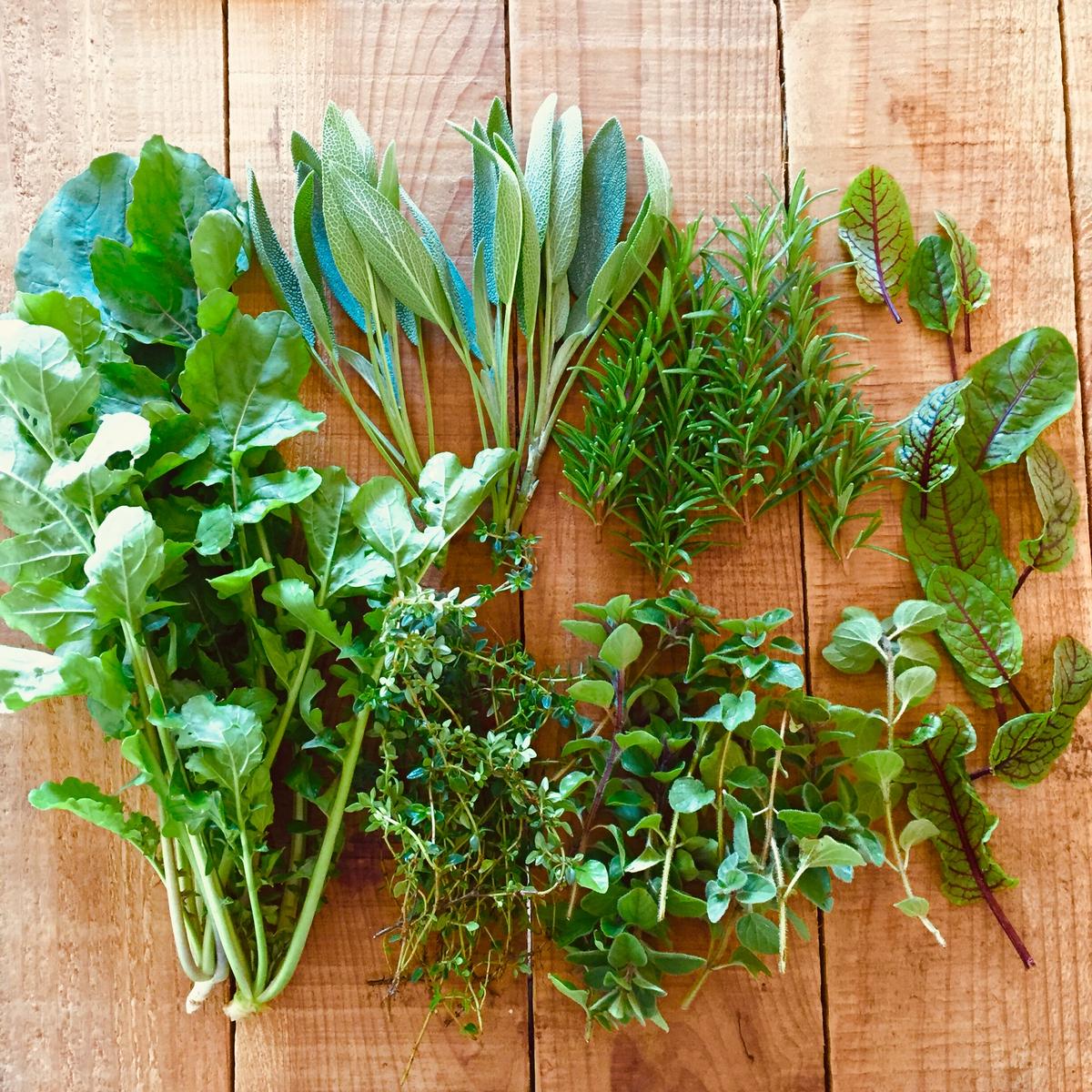 ハーブ 食用 イタリアンパセリ1パック レシピ付 フレッシュハーブ ハーブティー ミックス 野菜 サラダ 生 業務用 使い方 ギフト スパイス ビッグ割引