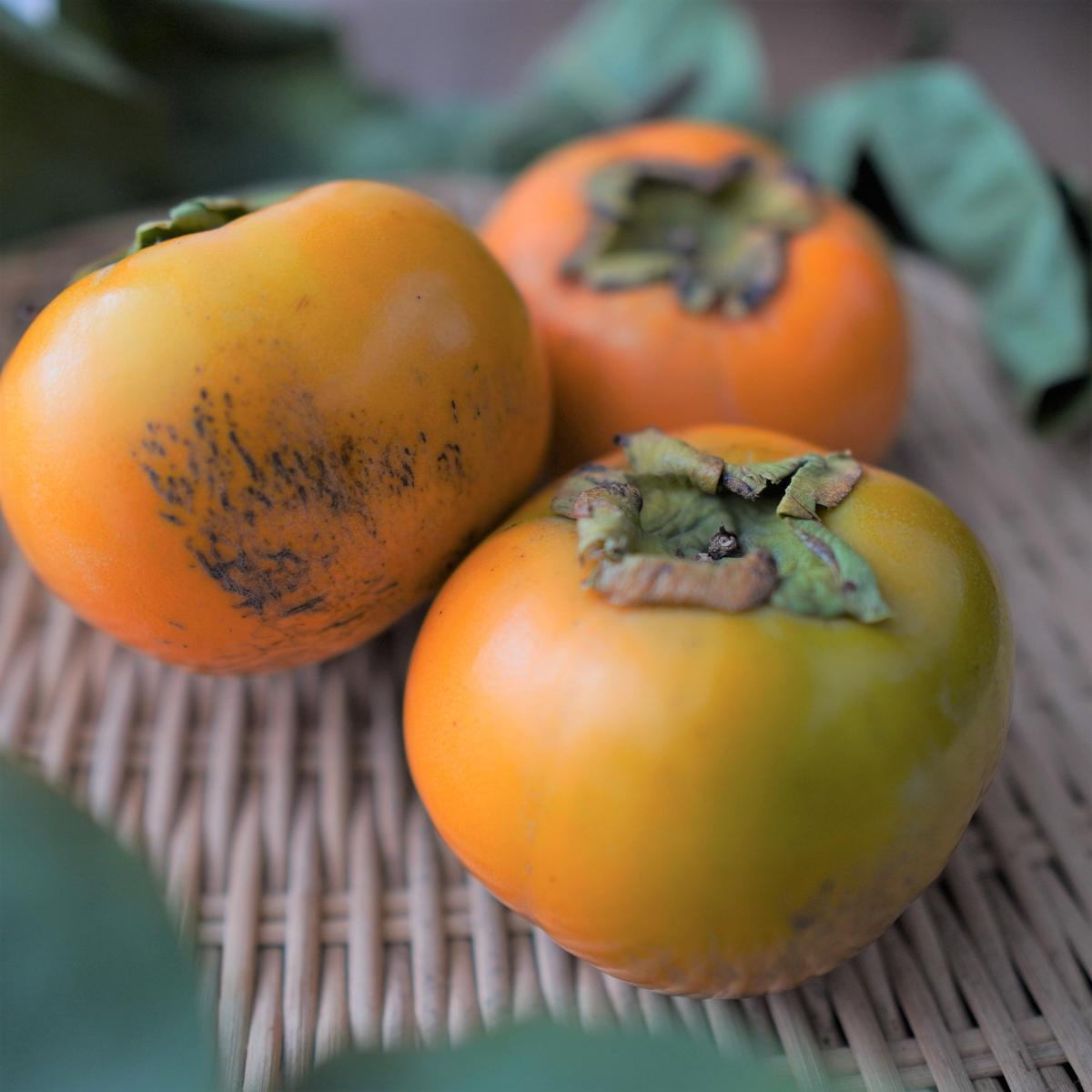 蓮台寺柿 傷あり 10kg 梅谷農園