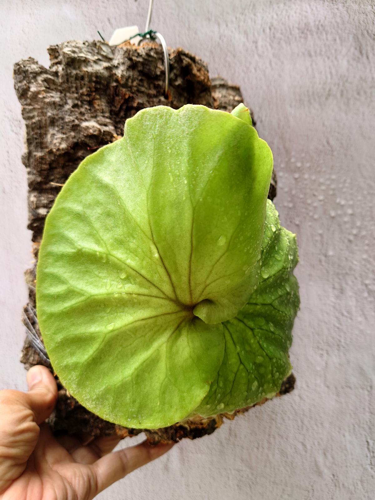 ビカクシダ キッチャクード Platycerium mt.kitshakood コウモリラン...