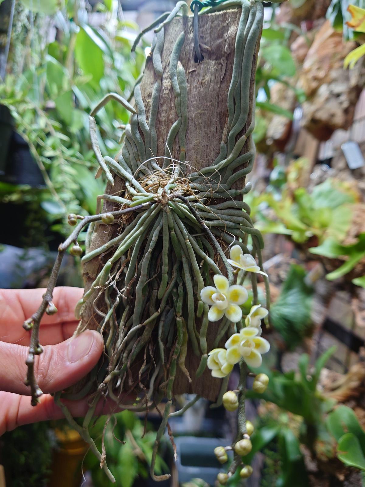 洋蘭原種 (320) 希少種 Chiloschista viridiflava fma. alba (Sib