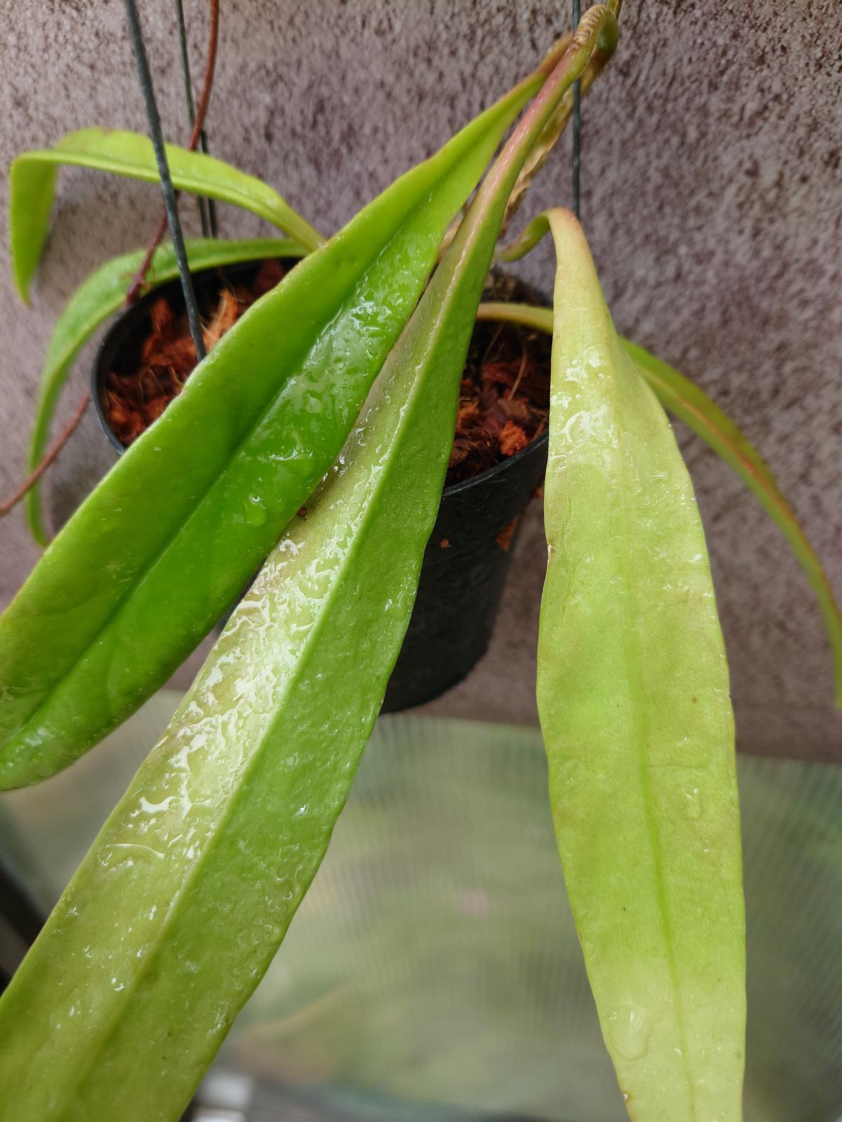 希少 hoya ホヤ mamasa Mamasa,West Sulawesi Hoya sulawesiana Mamasa