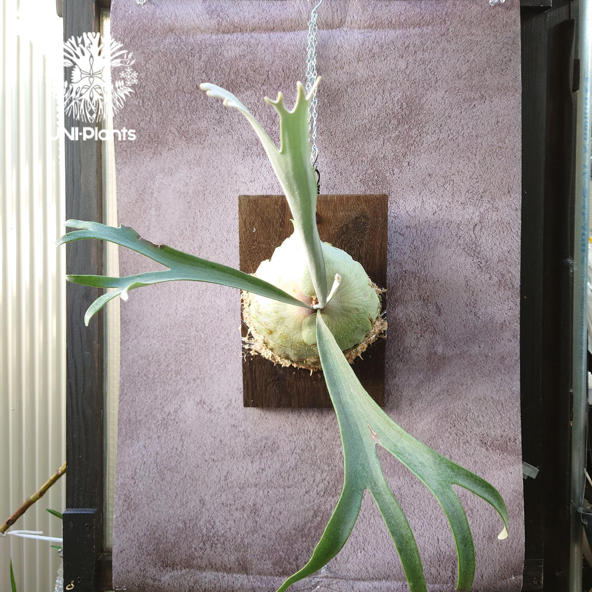 初入荷! ビカクシダ レモイネイ Platycerium veitchii 'Lemoine' コウモリラン ビカクシダベイチー 植物 シダ植物 ビカクシダ板付 初入荷! ビカクシダ レモイネイ Platycerium veitchii 'Lemoine' コウモリラン ビカクシダベイチー 植物 シダ植物 ビカクシダ板付