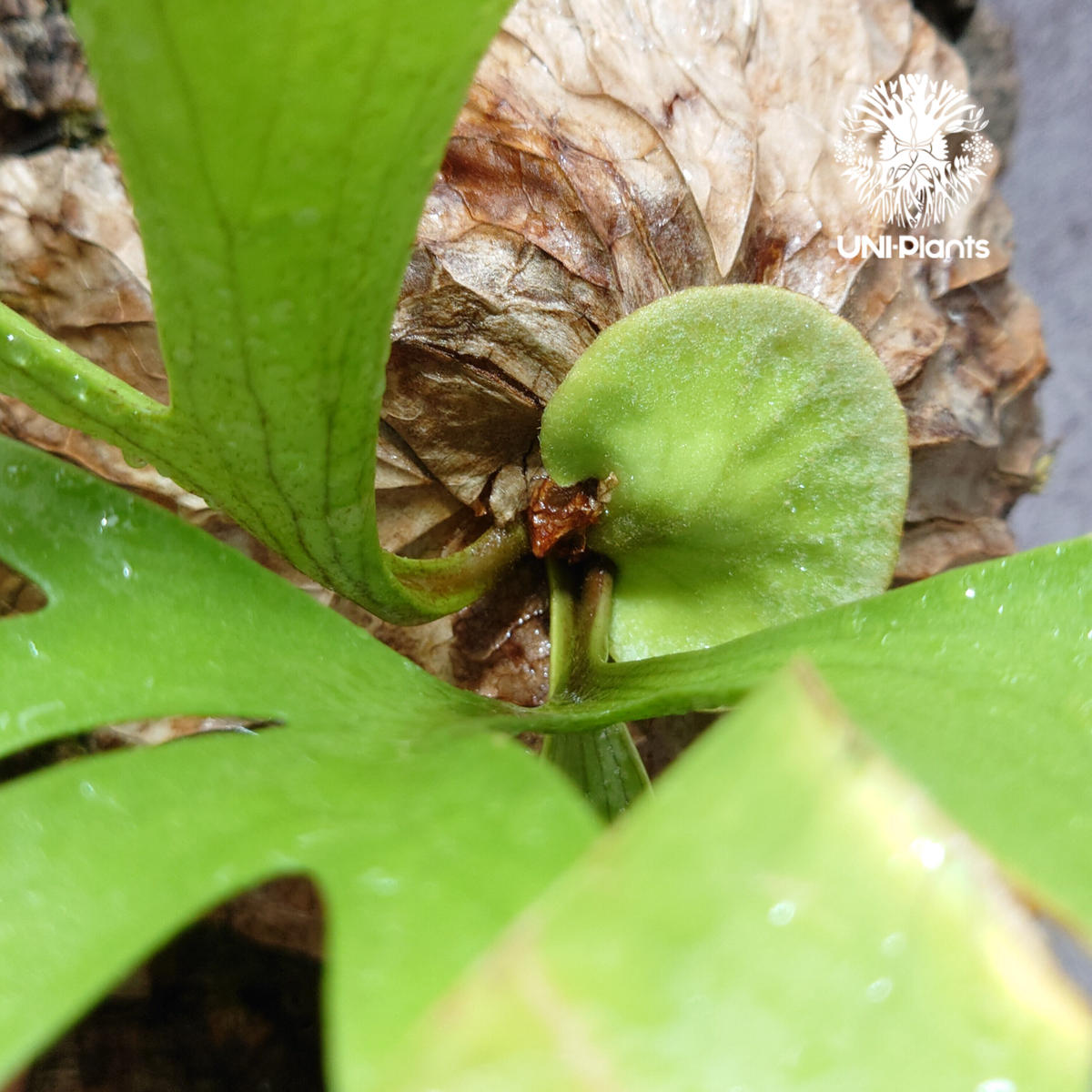 現品) コウモリラン 'キッチャクード' 細葉 (No.40589) (ビカクシダ