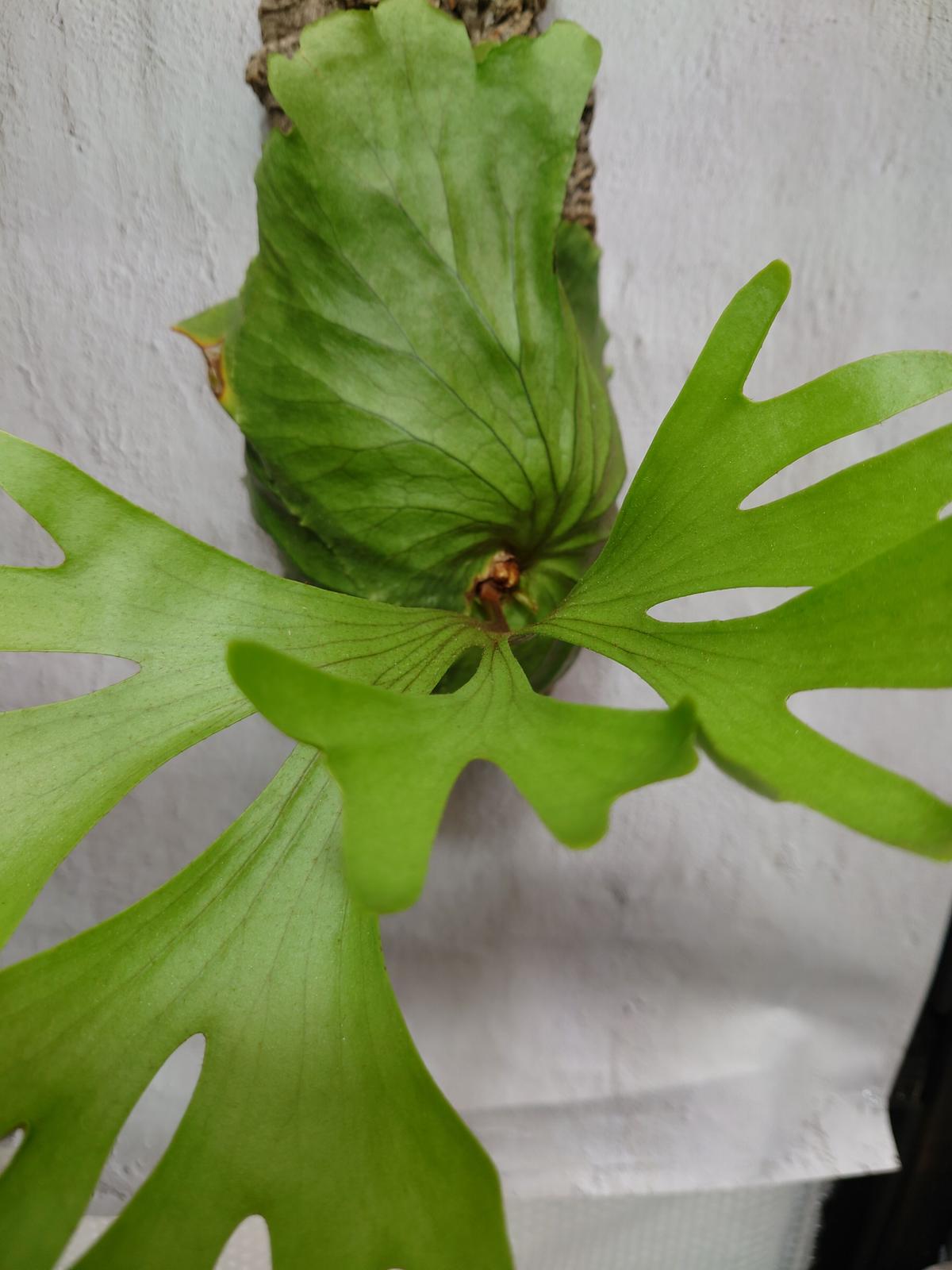 ビカクシダ キッチャクード Platycerium mt.kitshakood コウモリラン