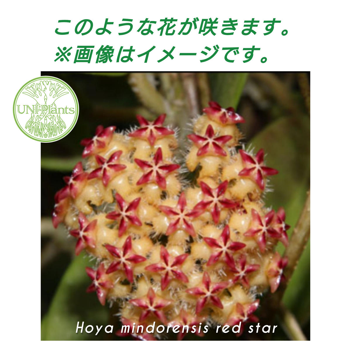 国内外の人気集結! 0634 * ホヤ * hoya * ミンドレンシス