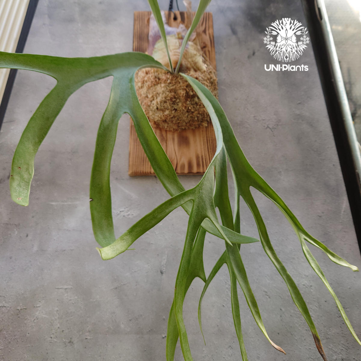 p.willinckii cv.Aplus Specialビカクシダウィリンキー 【公式通販】