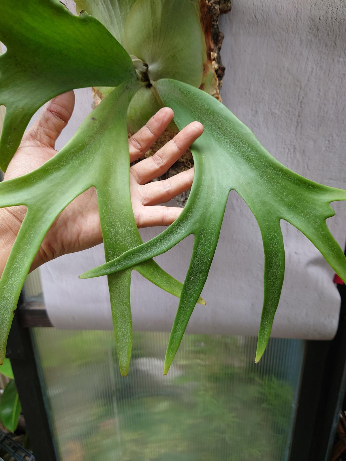 ビカクシダ P.Walrusii ワルシー コウモリランb26ウィリンキー