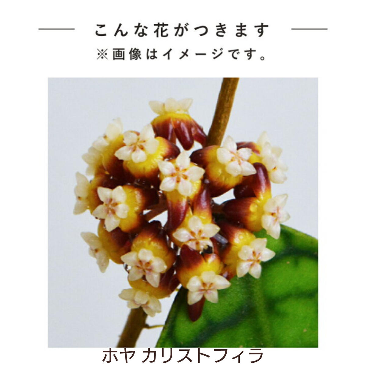 ホヤ カリストフィラ Hoya callistophylla ホヤ植物 植物 珍奇植物...