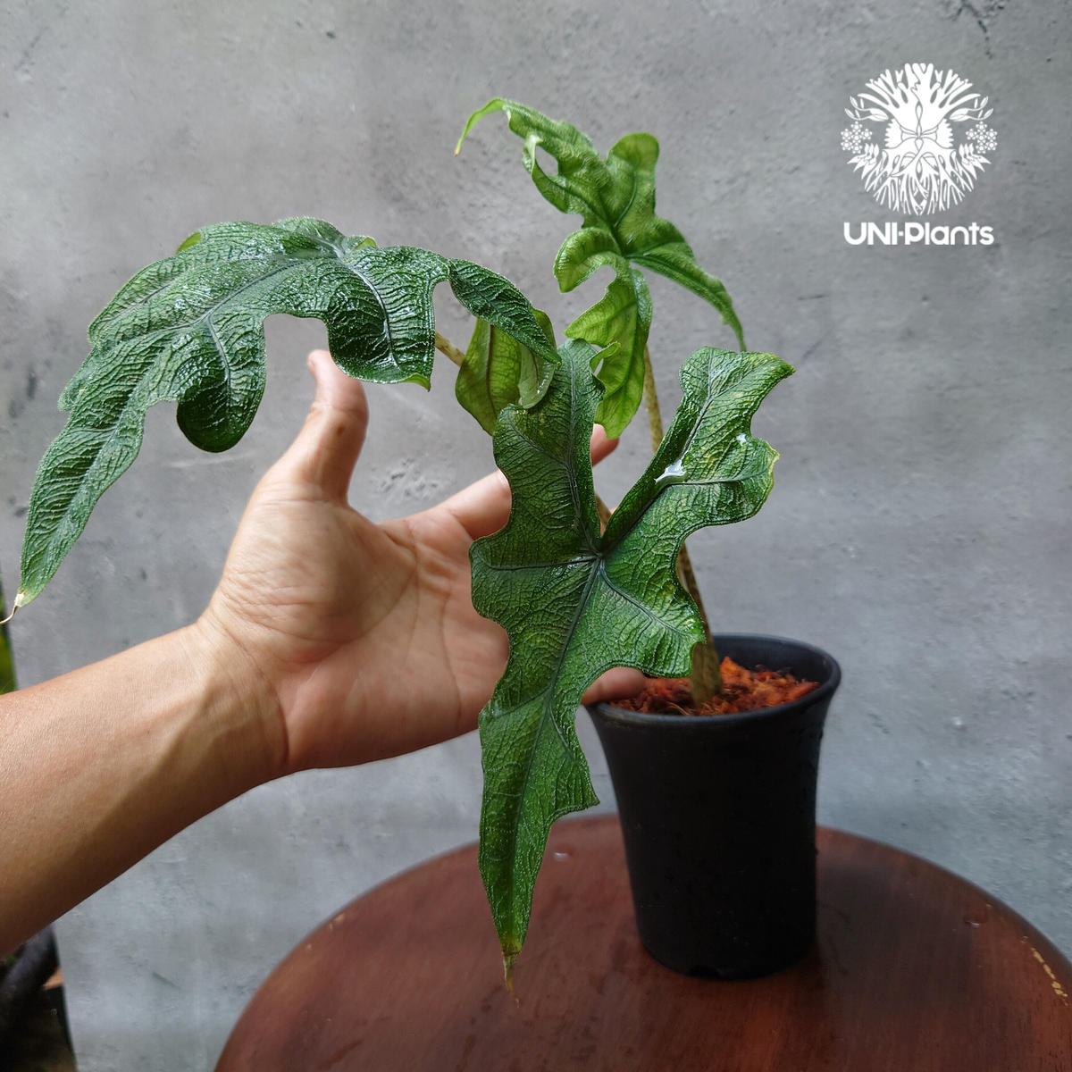 芋】 アロカシア ジャックリン 斑入り アロカシア ジャックリン