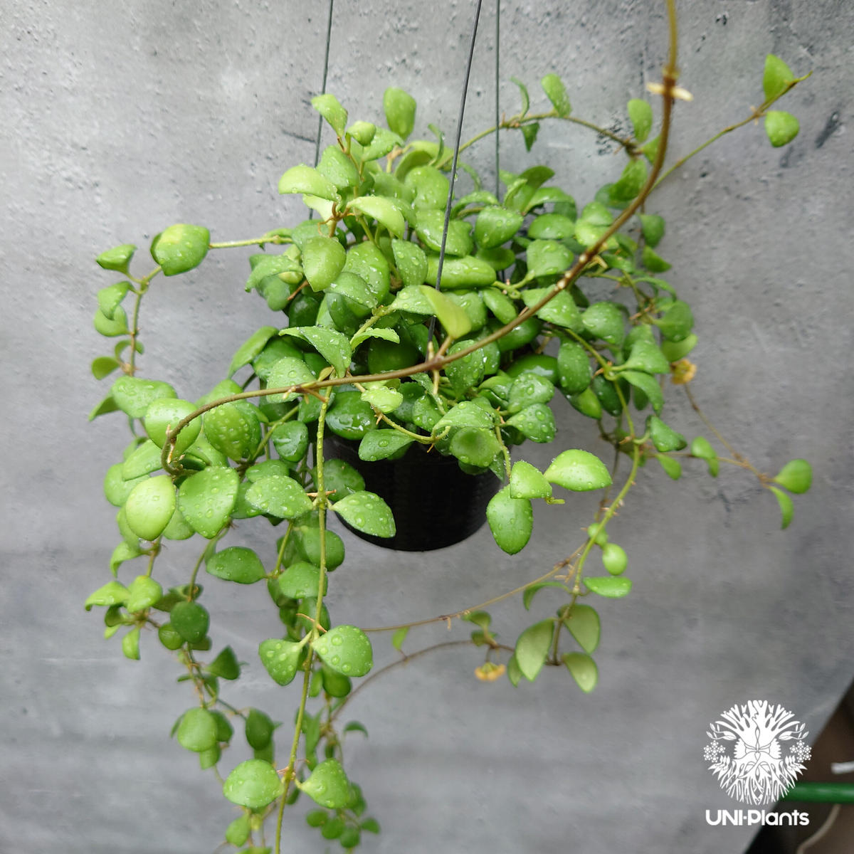ホヤ ヘウスケリアナイエロー 花座有 抜き苗