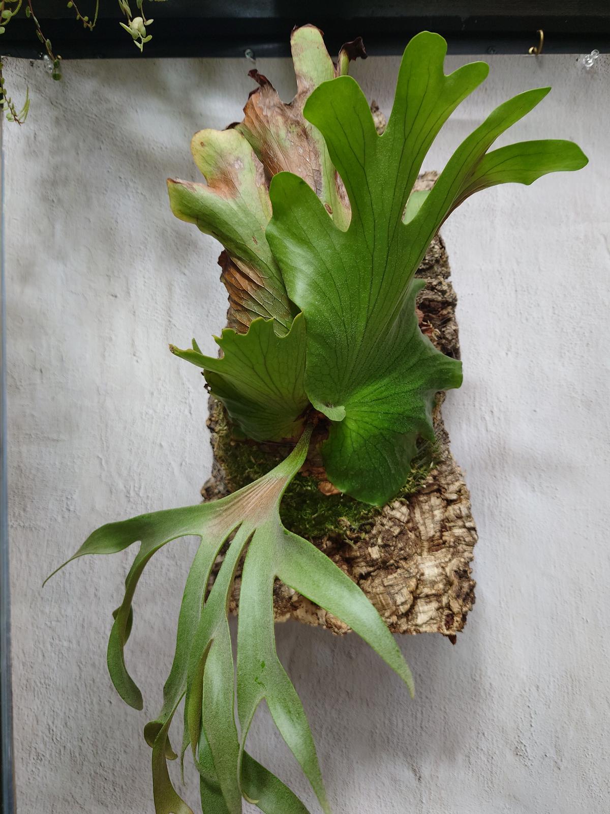 新製品情報も満載 ビカクシダ コロナリウム 植物/観葉植物 - education