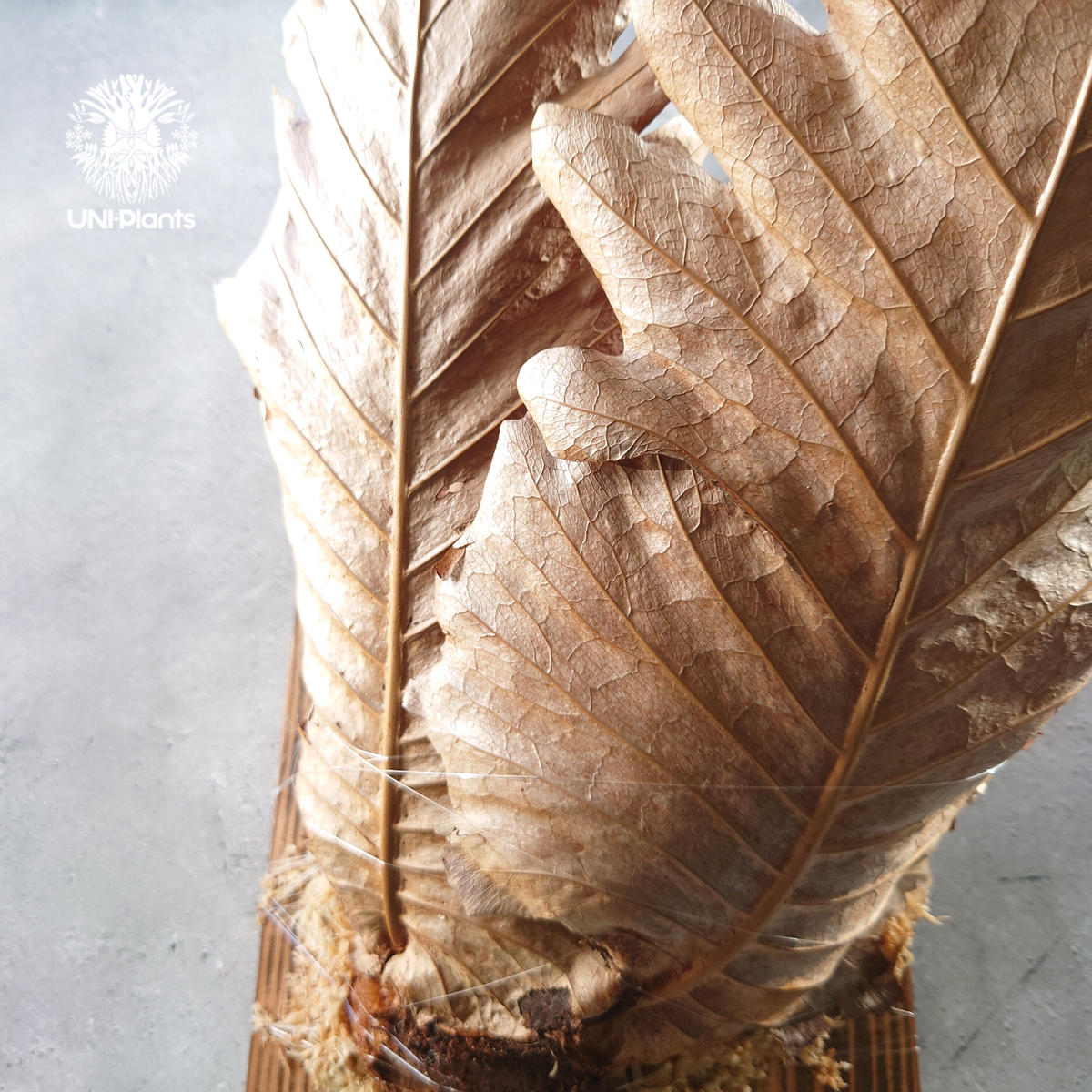 ドリナリア クエルシフォリア 大株 希少】ドリナリア斑入り大株 希少